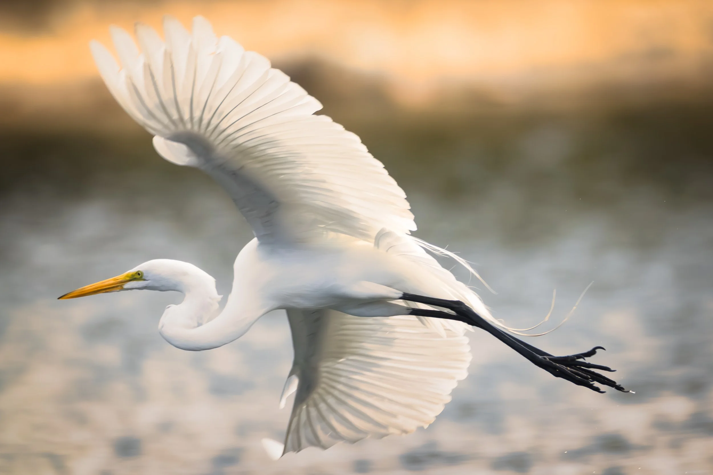 Heron Flying Left-8023.jpg