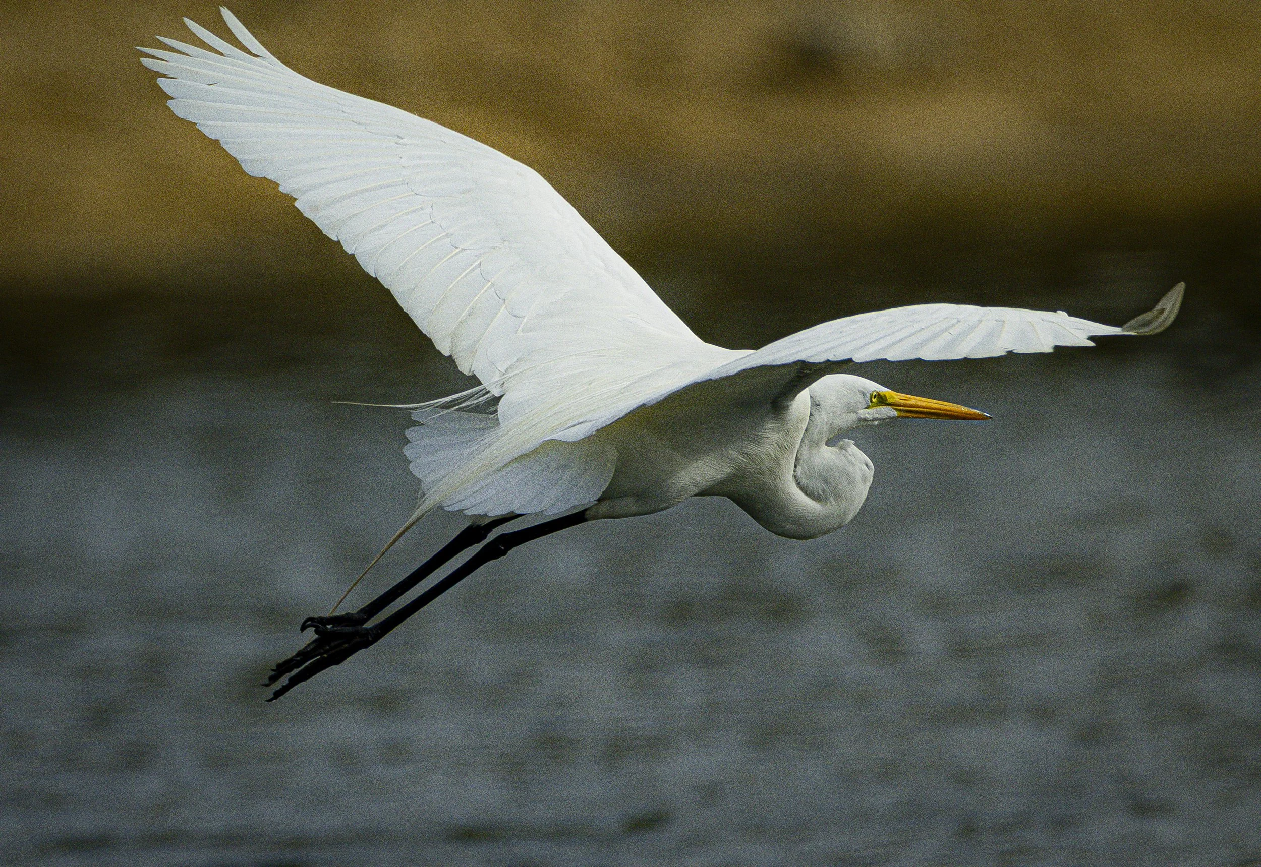 Egret Flying.jpg