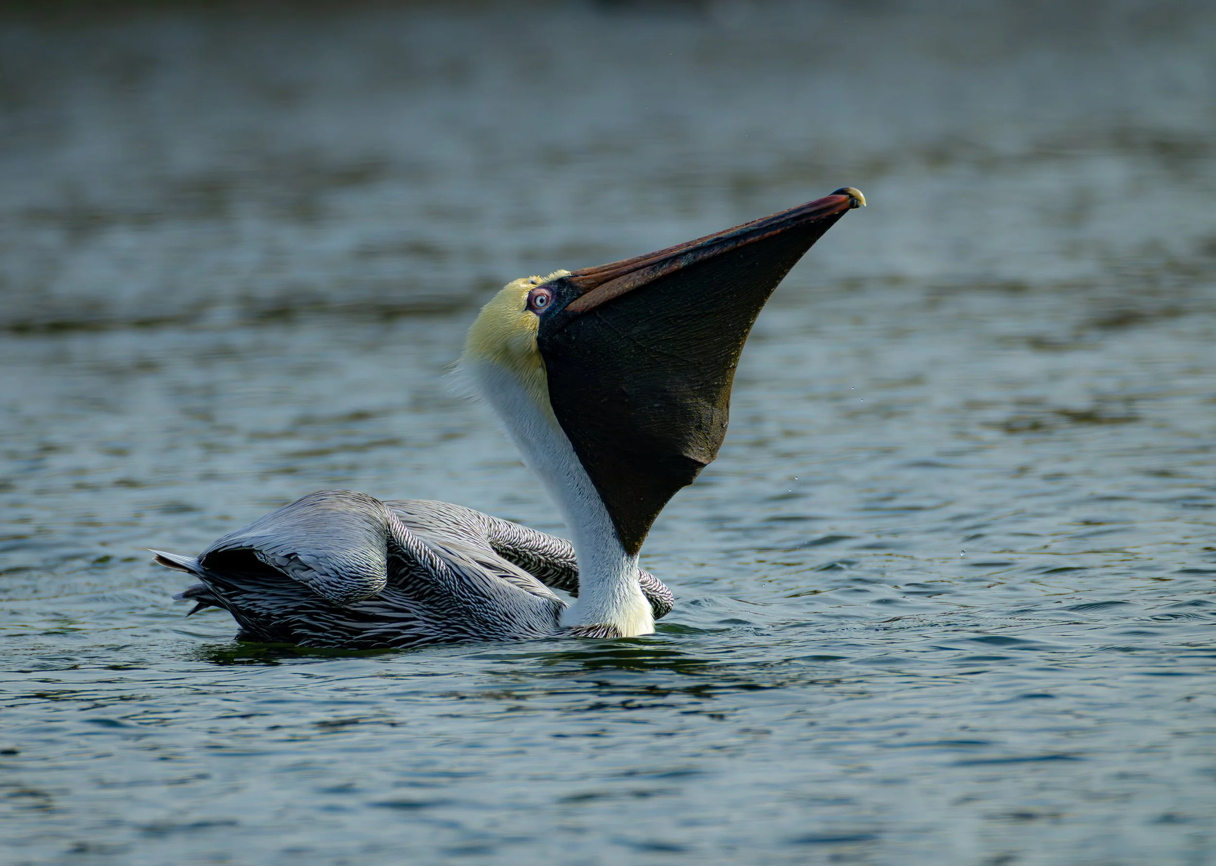 Tree Landscape 2-8250.jpg