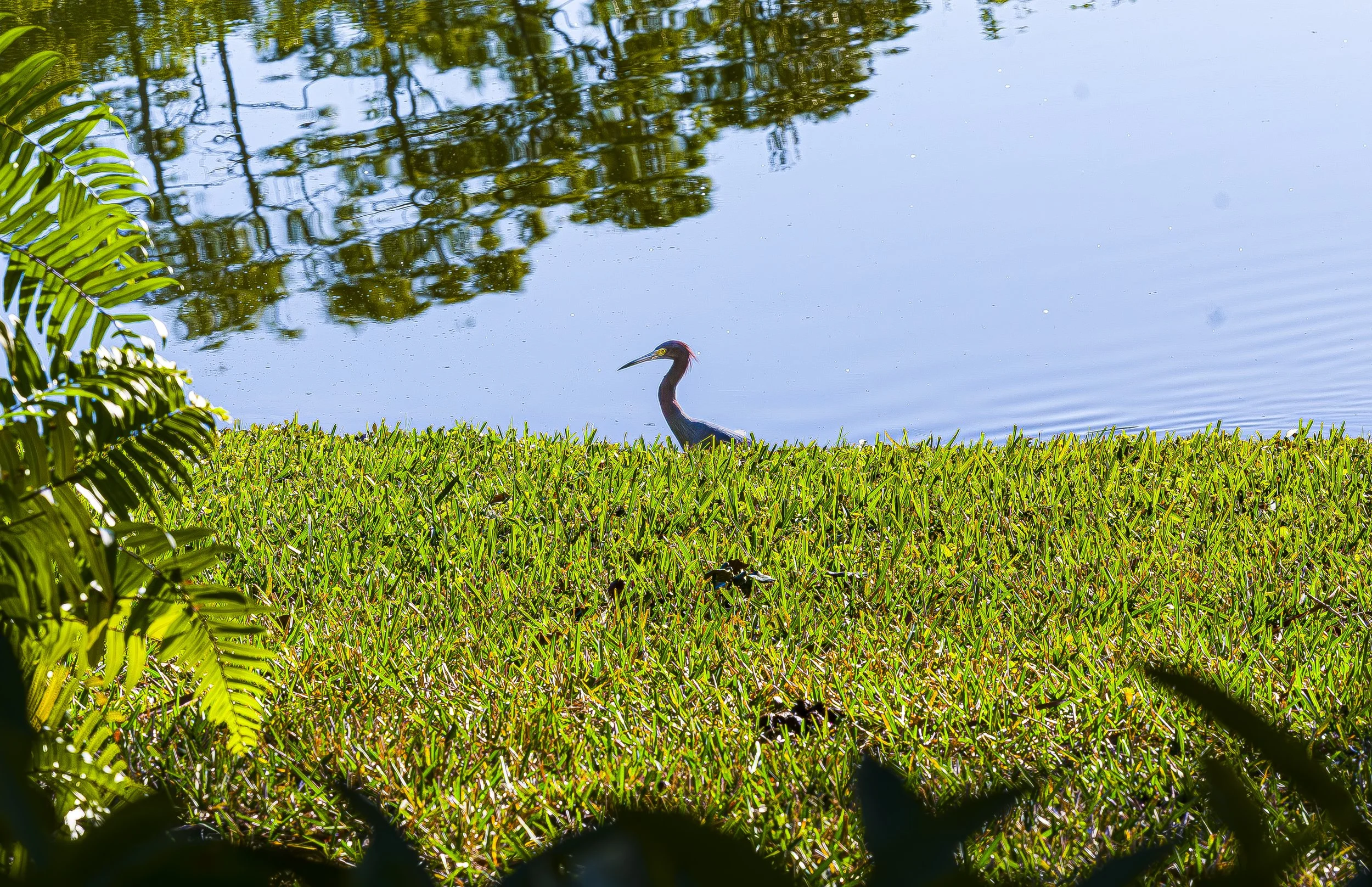 Blue Heron 2-10-26.jpg