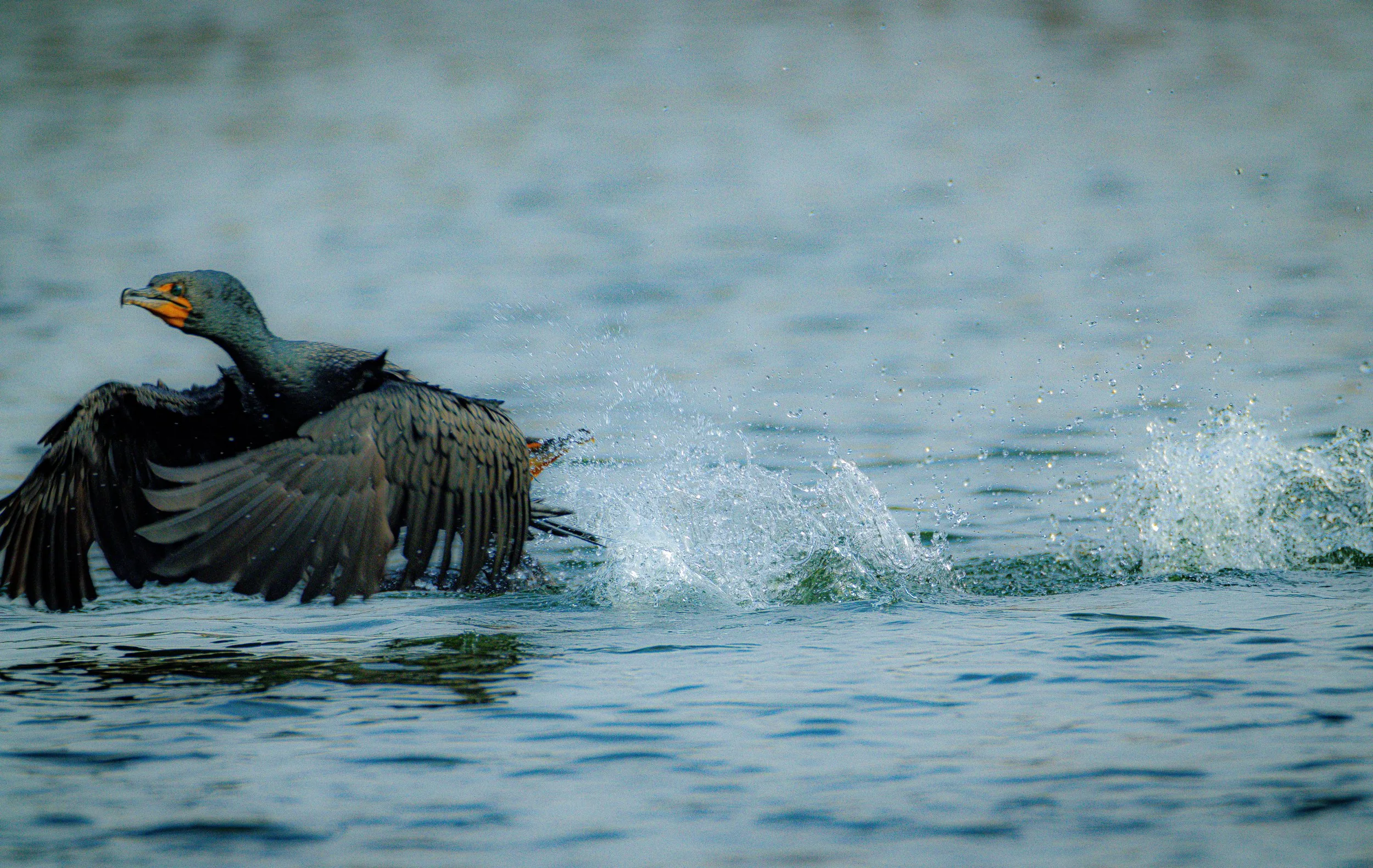 Comorant Flying-8141.jpg