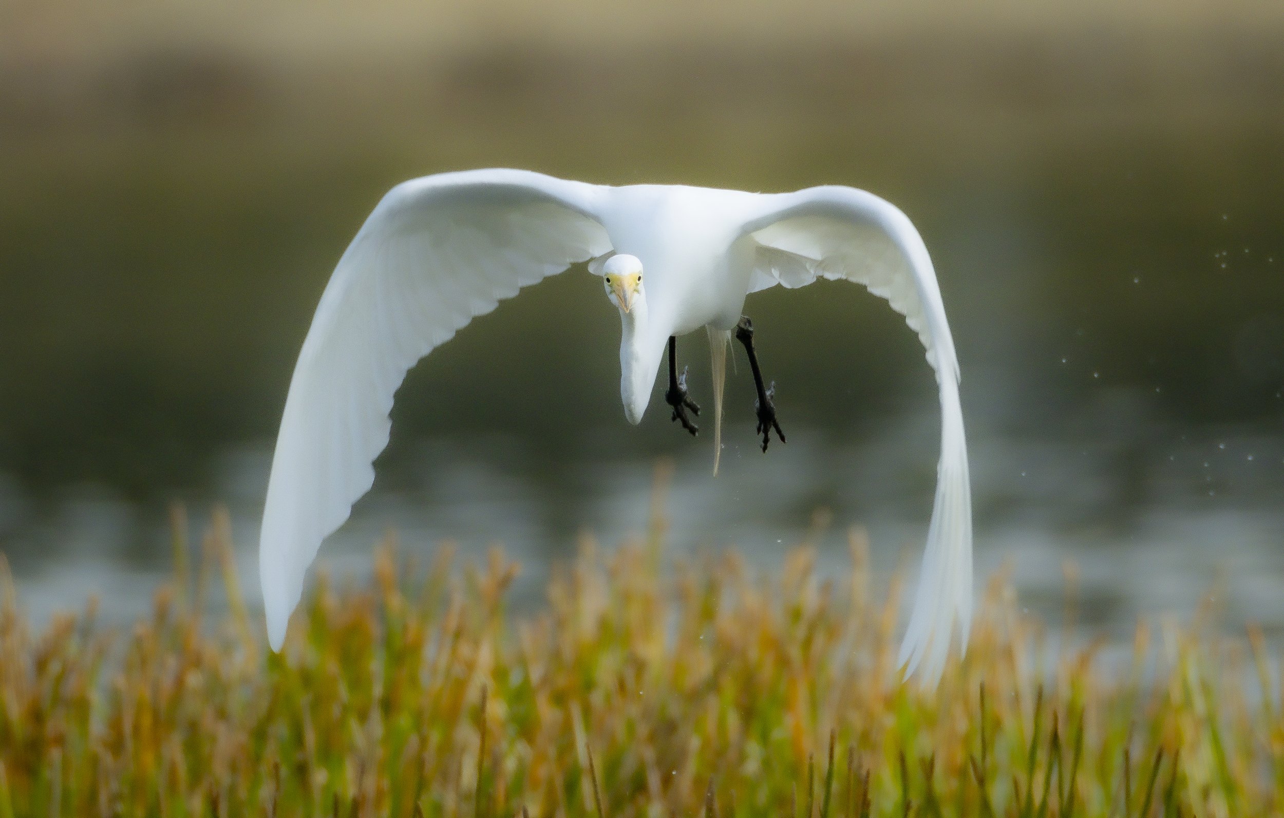 Egret Flying - Chris.jpg