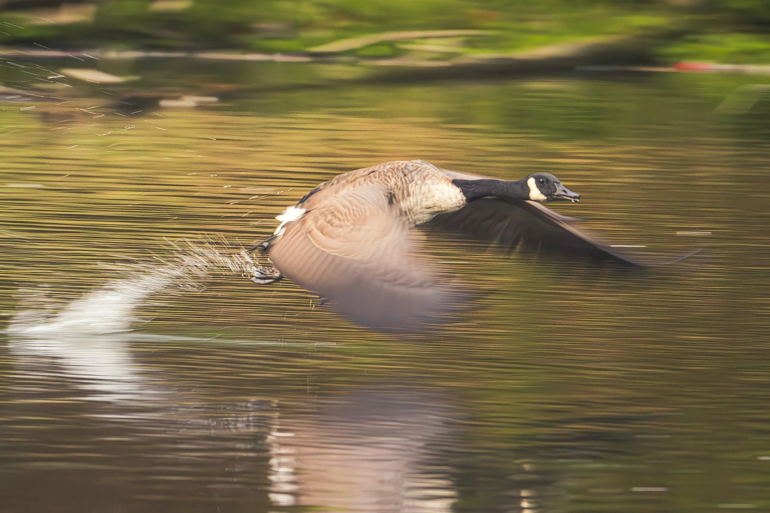 Northpark Goose Flying.jpg