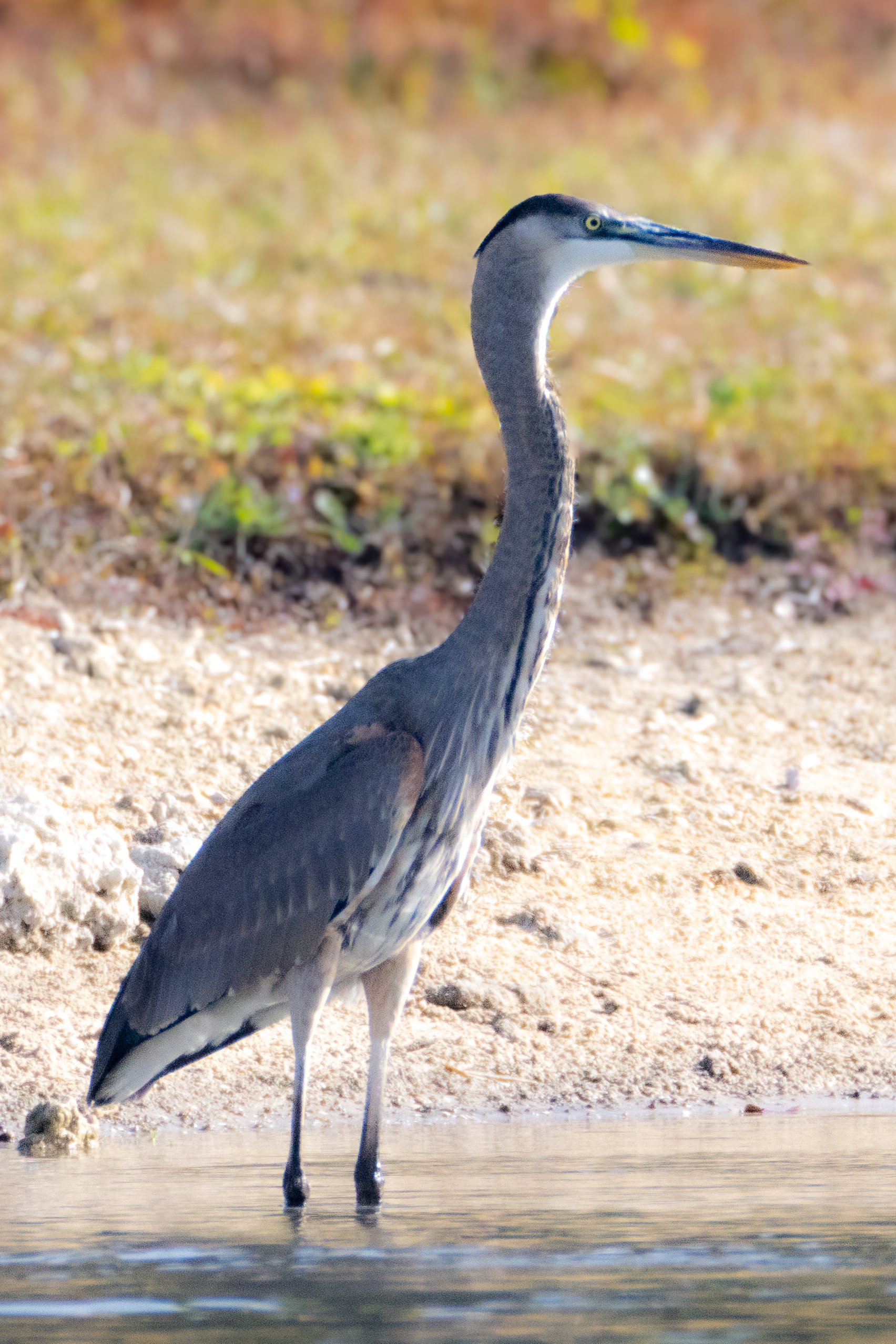Great Blue Heron-8278.jpg
