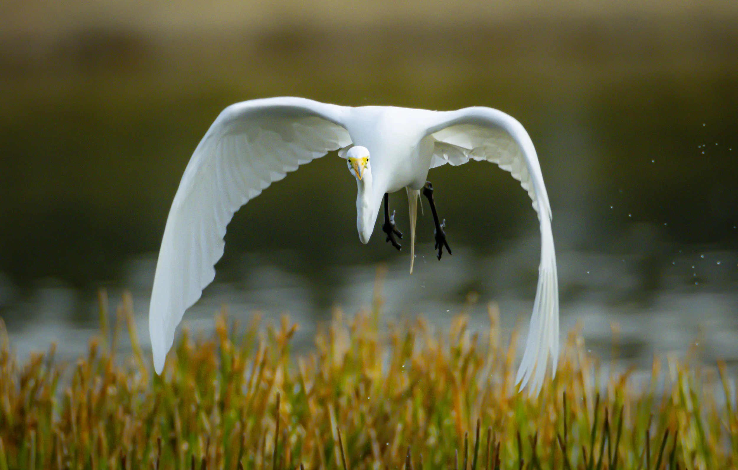 Heron McDonalds-8111.jpg