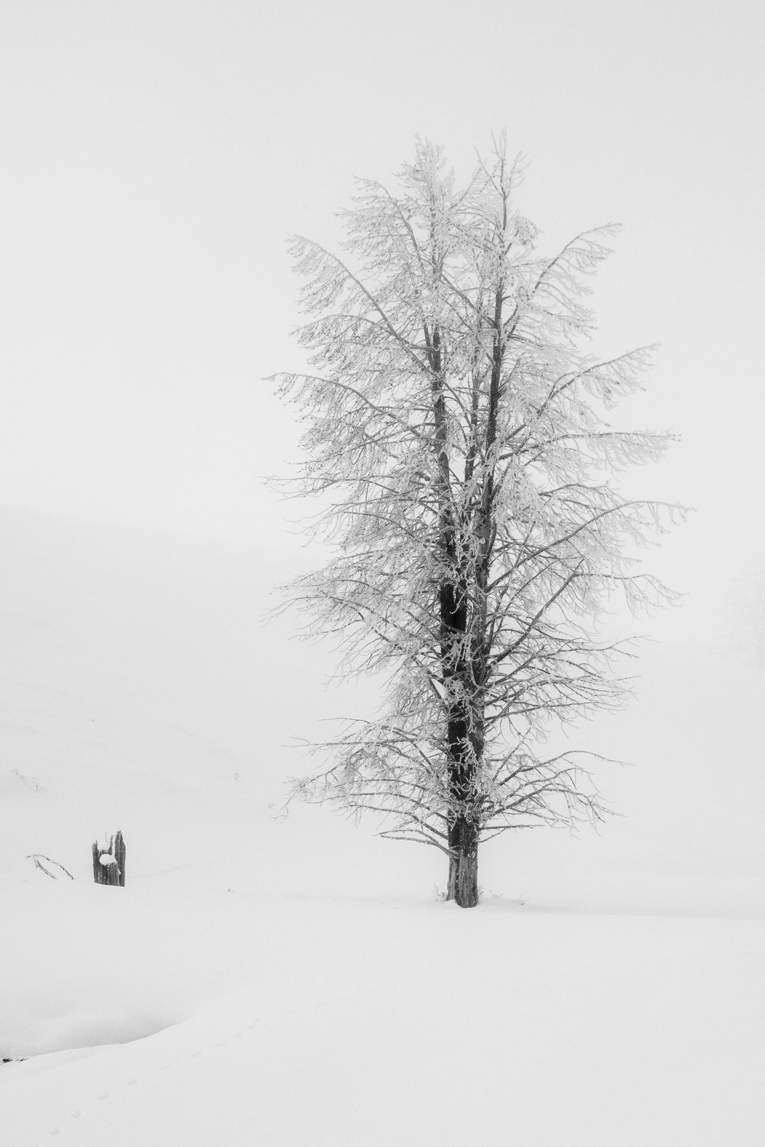 Tree Lone.jpg