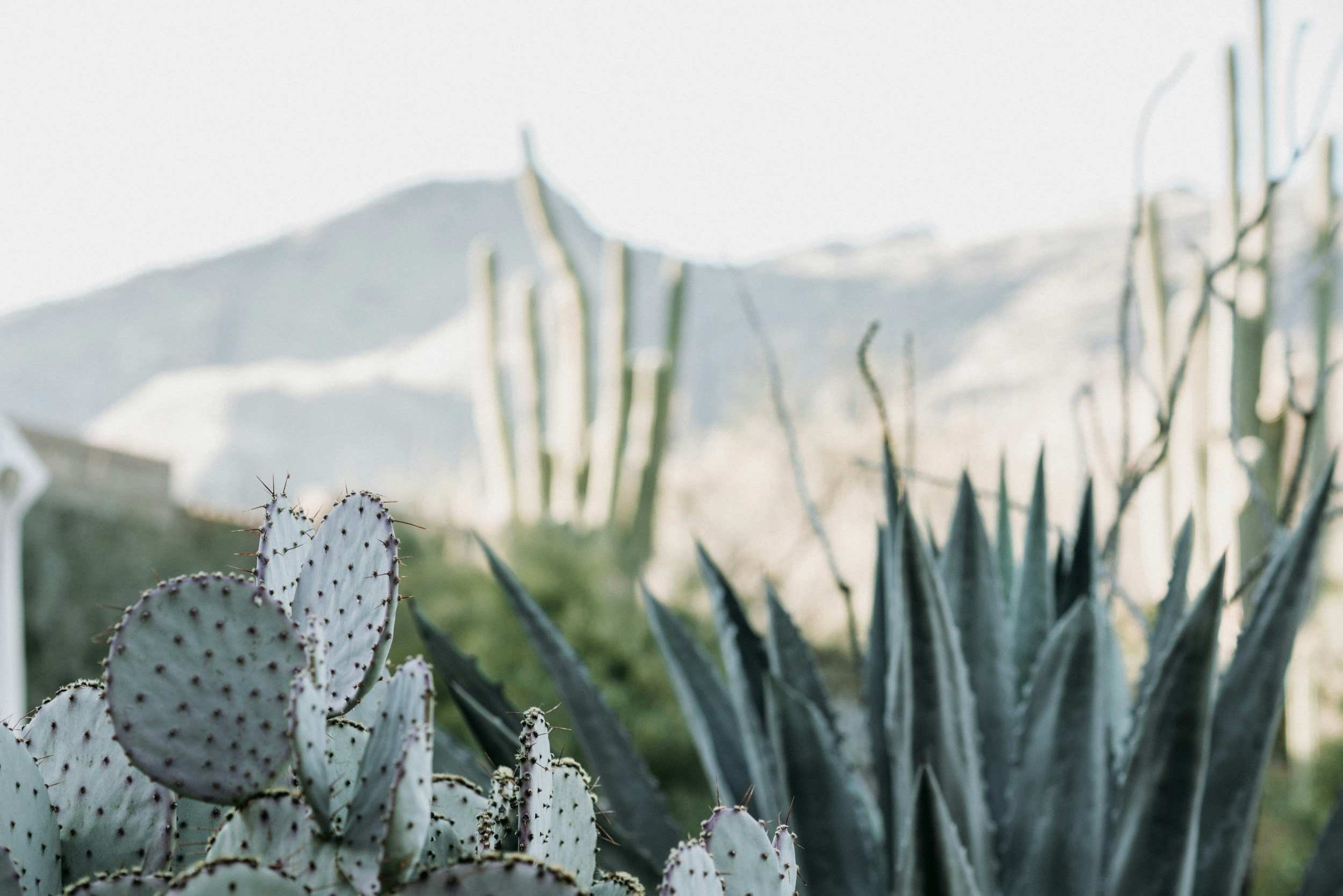 Close-up of prickly pear cactus and agave plants with desert mountains in background under bright sky.