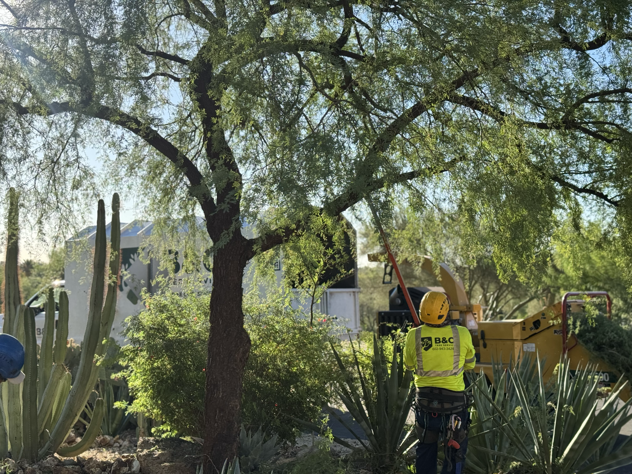 B&C Tree Services gallery 7