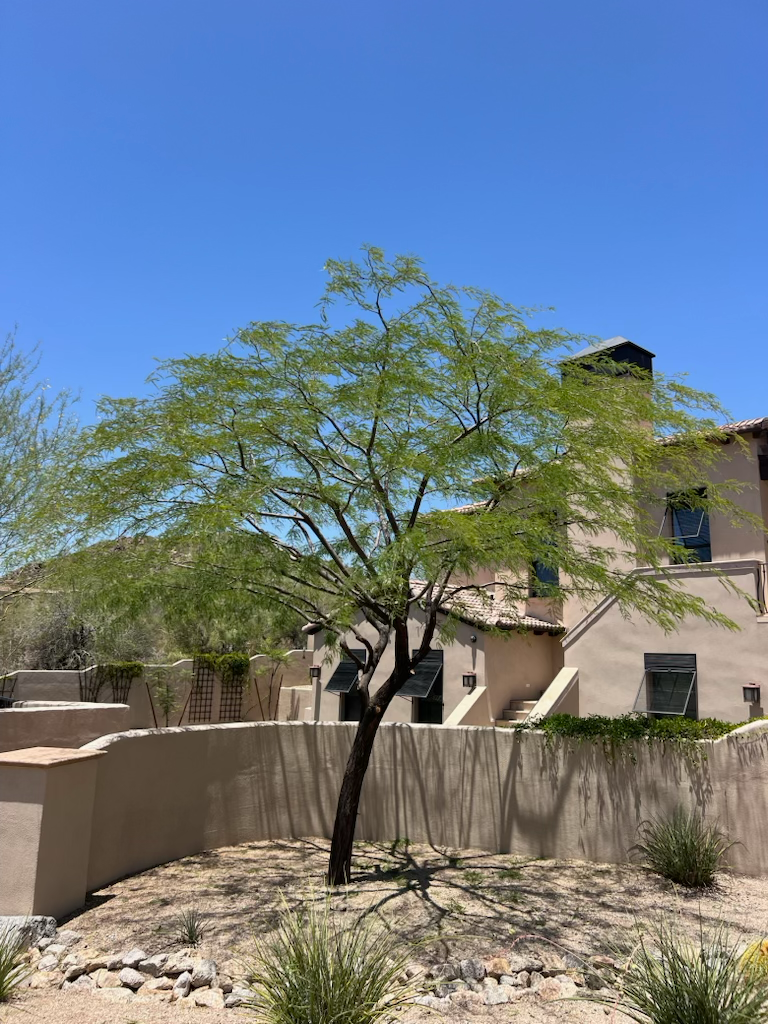 B&C Tree Services gallery 6
