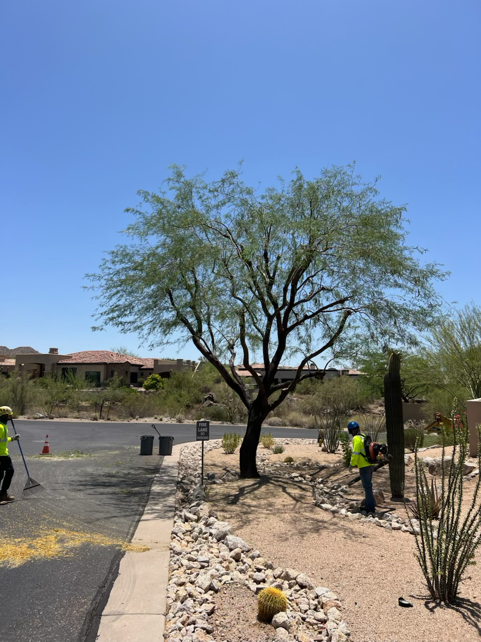B&C Tree Services gallery 8