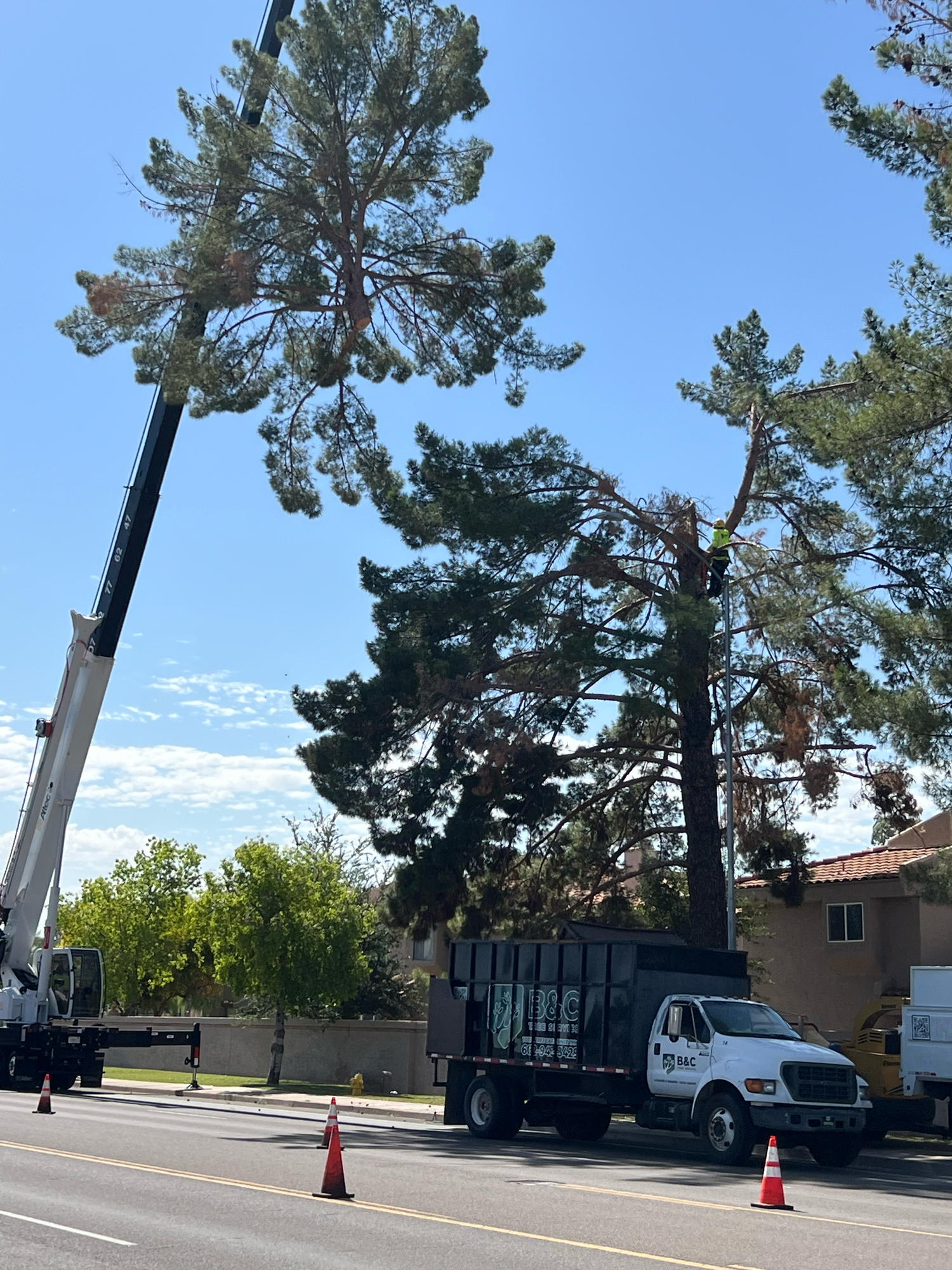 B&C crane lifting a pine section above a residential street