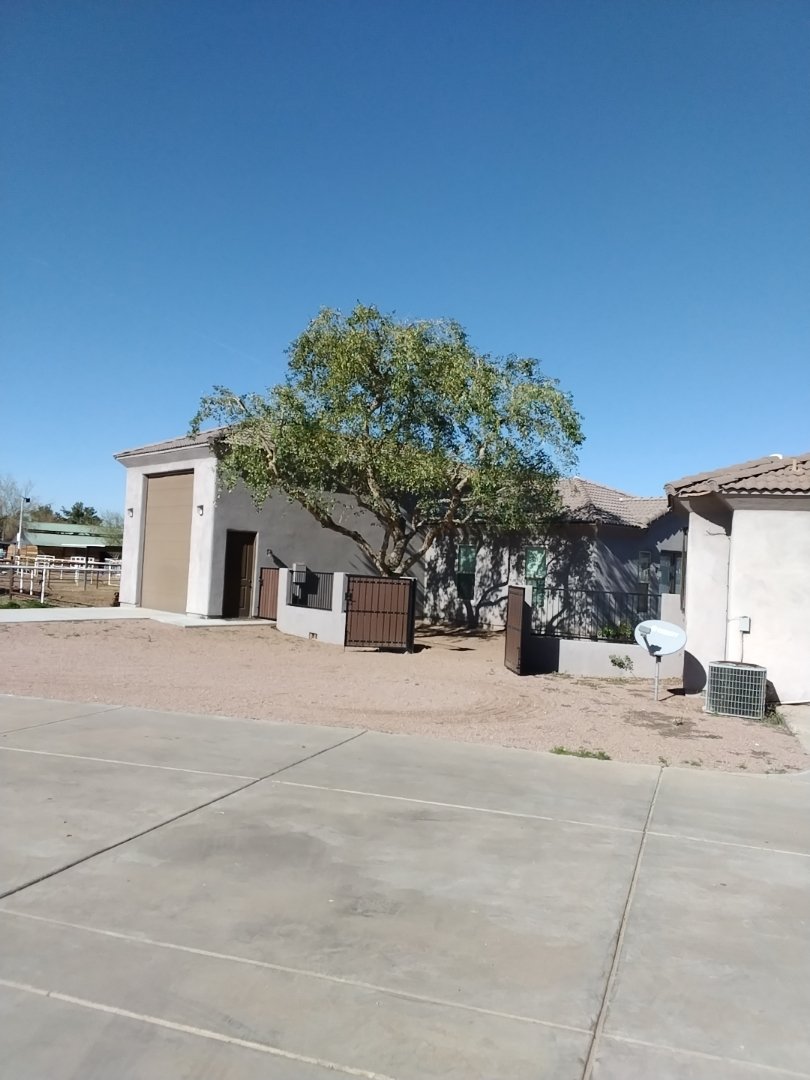 Sissoo Tree after tree trimming service in gilbert az.jpg