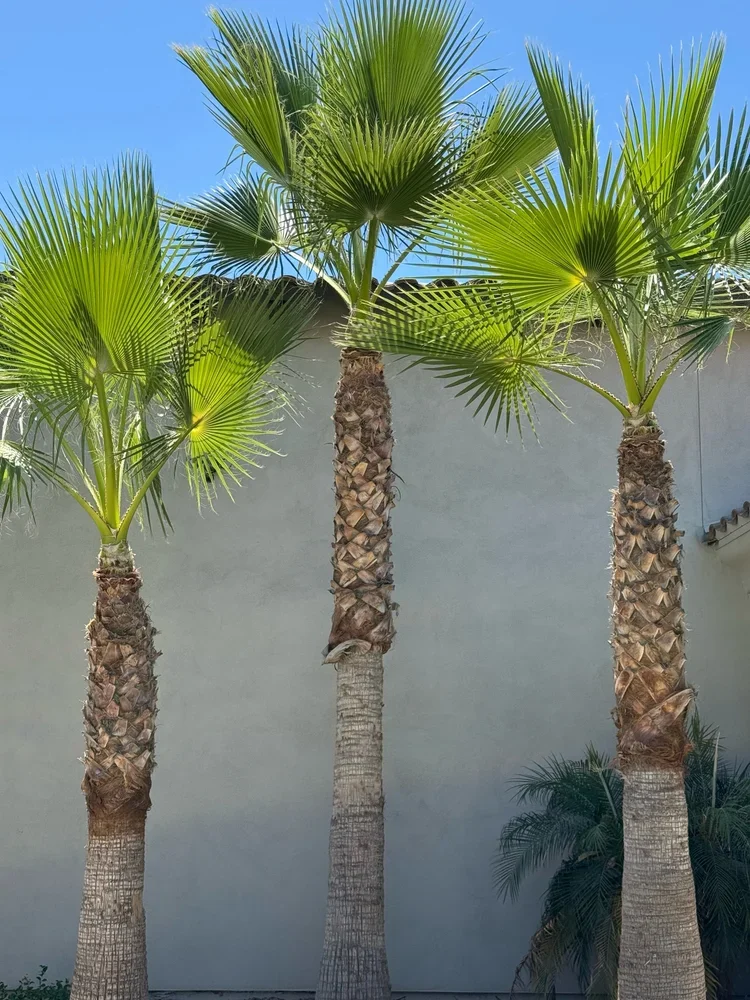 Palm+Tree+Trimming+in+Gilbert+circle+G+Ranch.webp