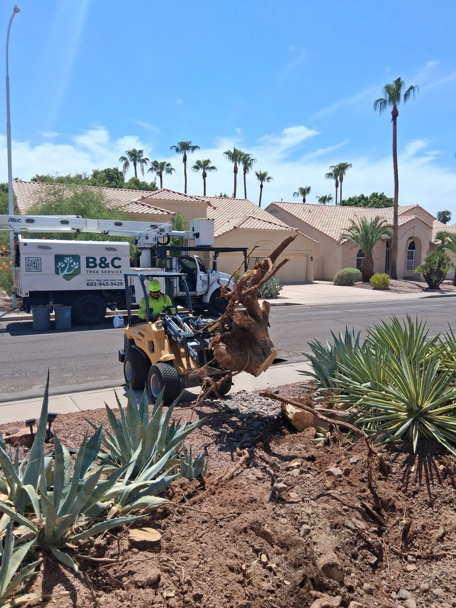 Tree Companies I Would Hire in Phoenix If I Didn’t Own a Tree Company