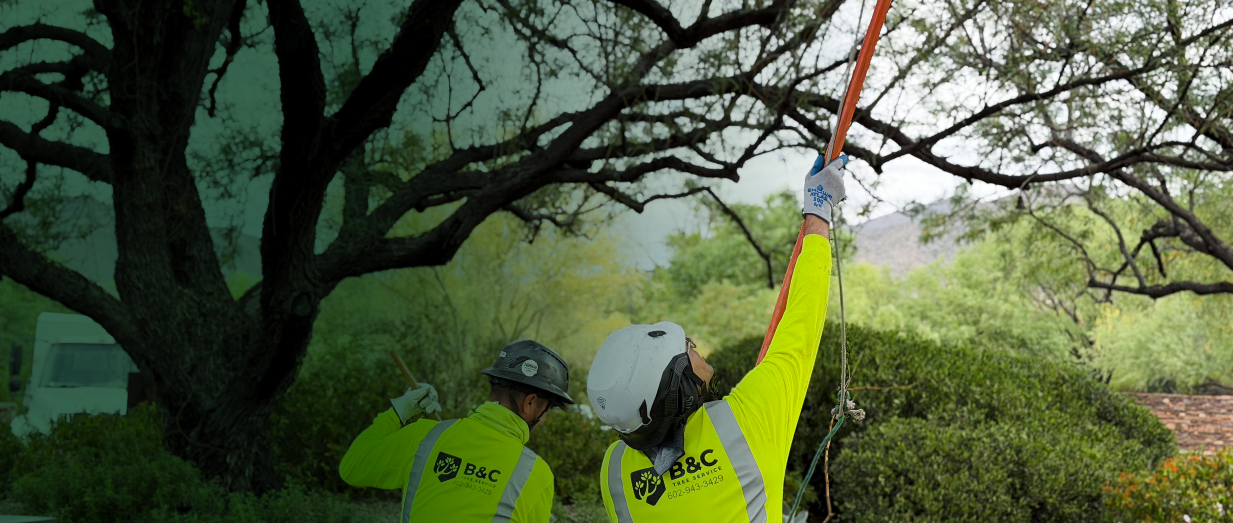 B&C Tree Services gallery 2