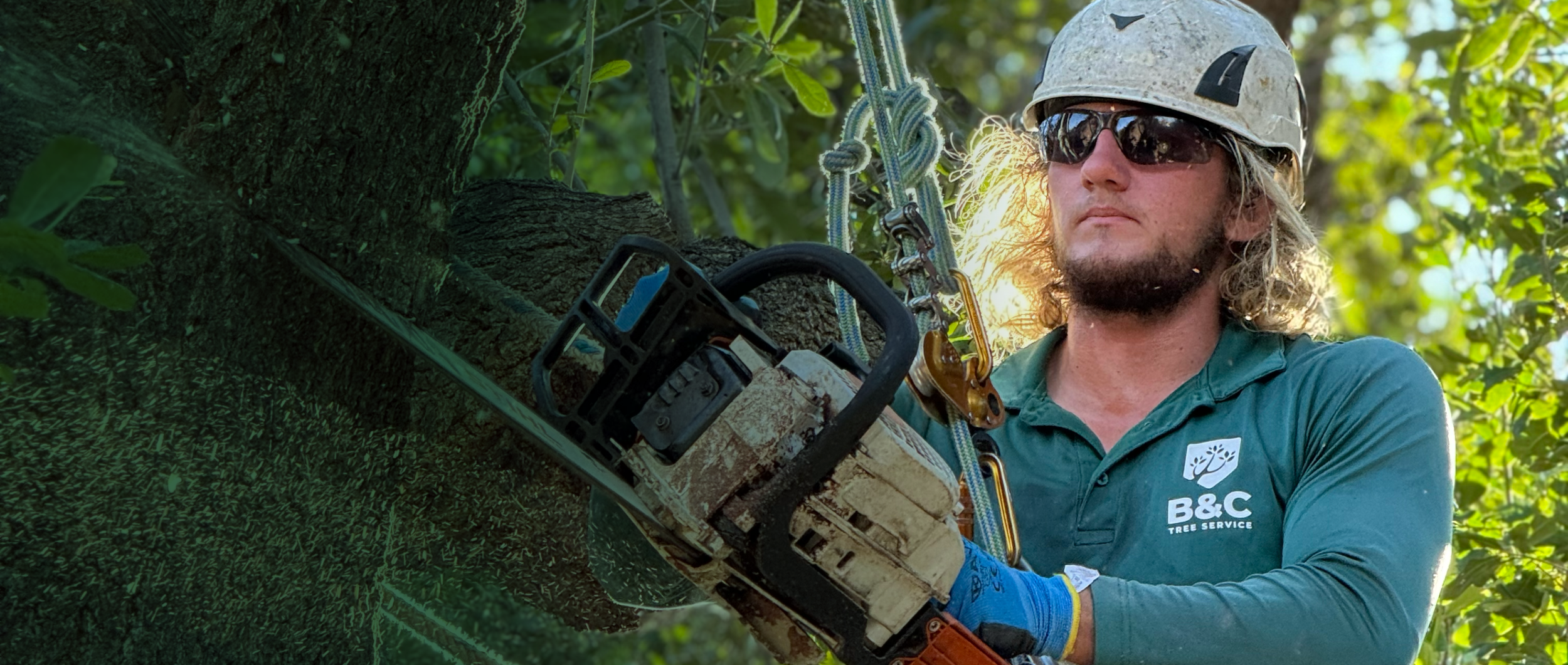 B&C Tree Services work site