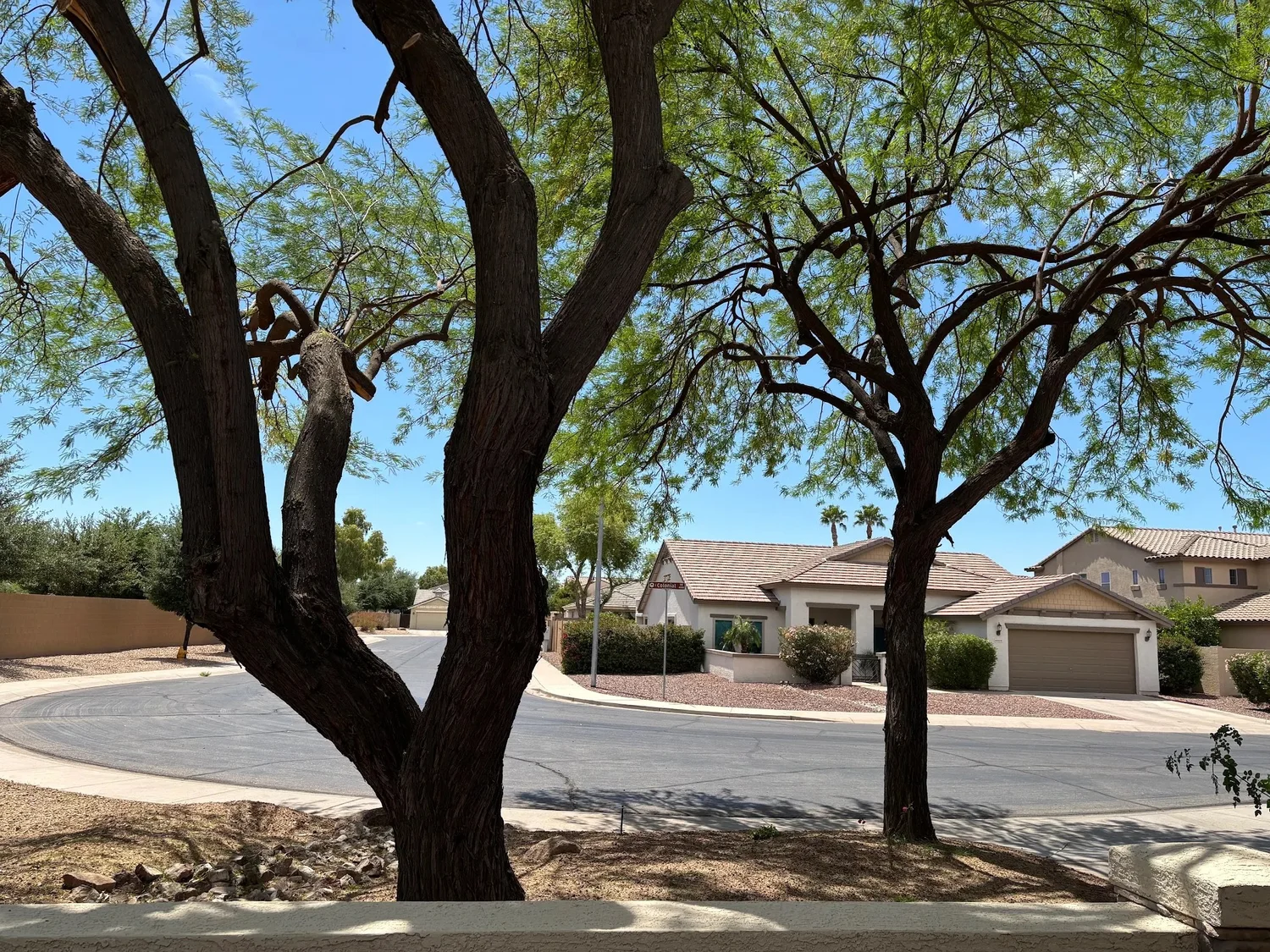 Mesquite canopy and branching above a residential street after B&C trimming