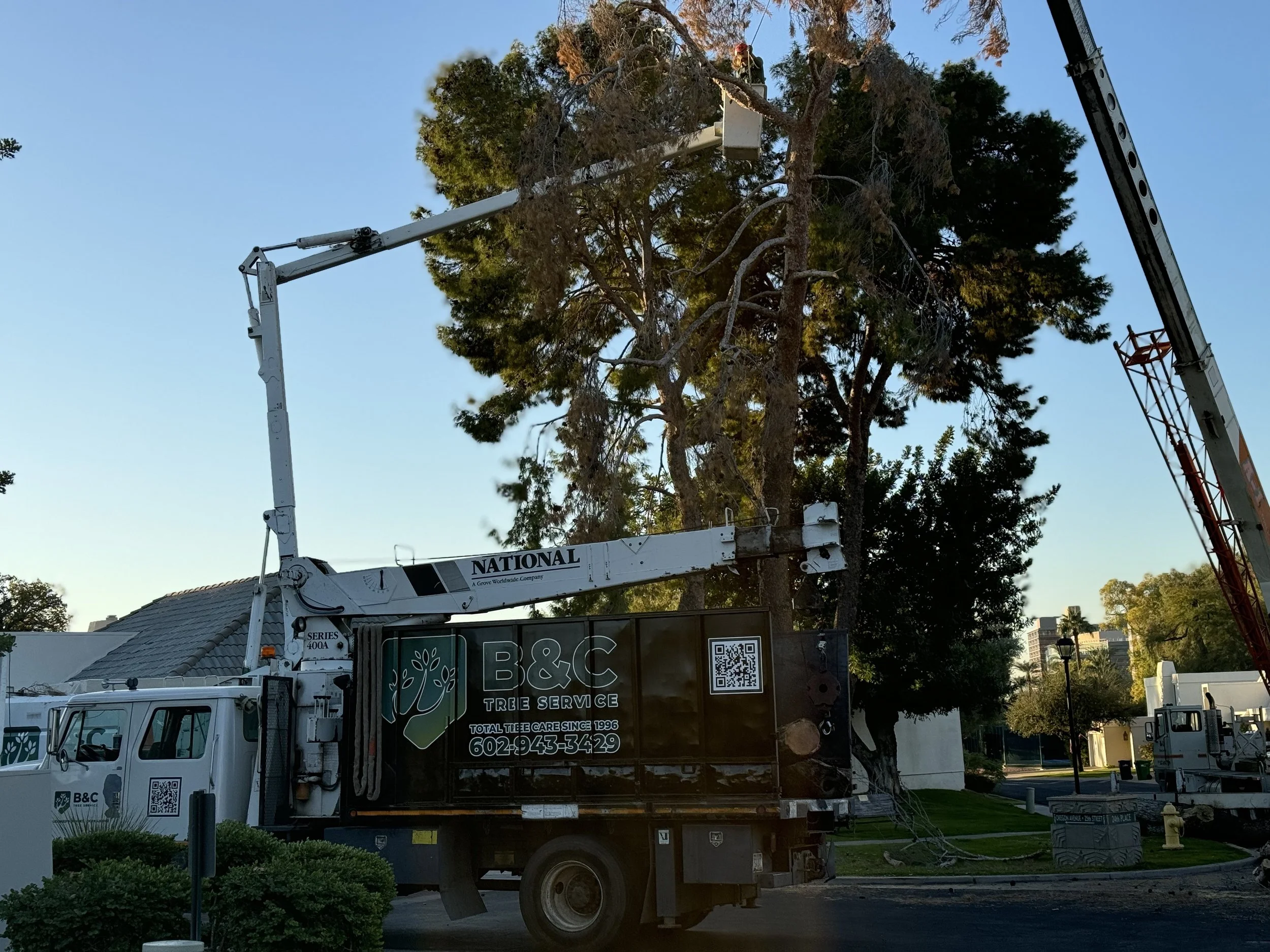 B&C Tree Services work site