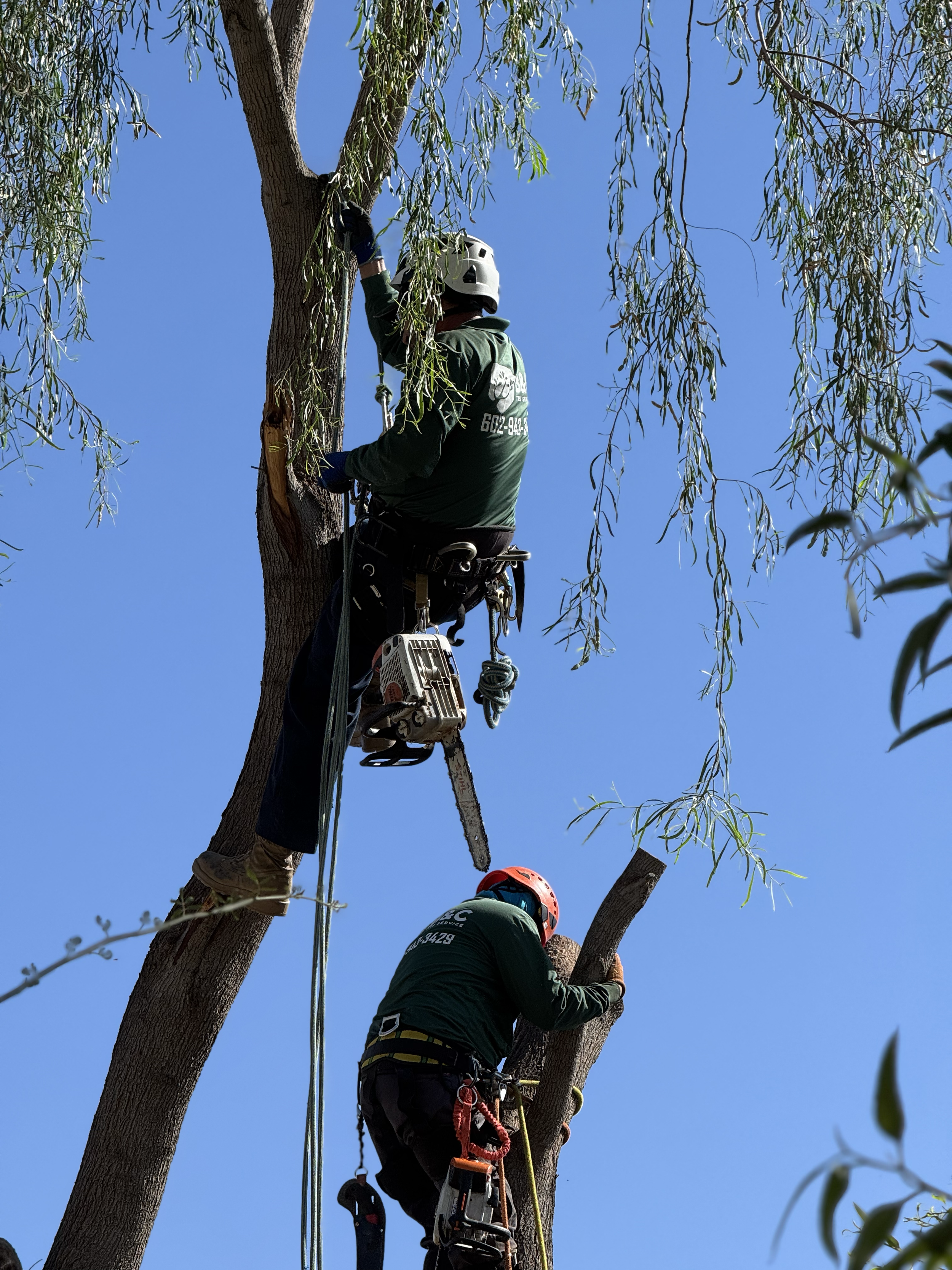 B&C Tree Services gallery 7