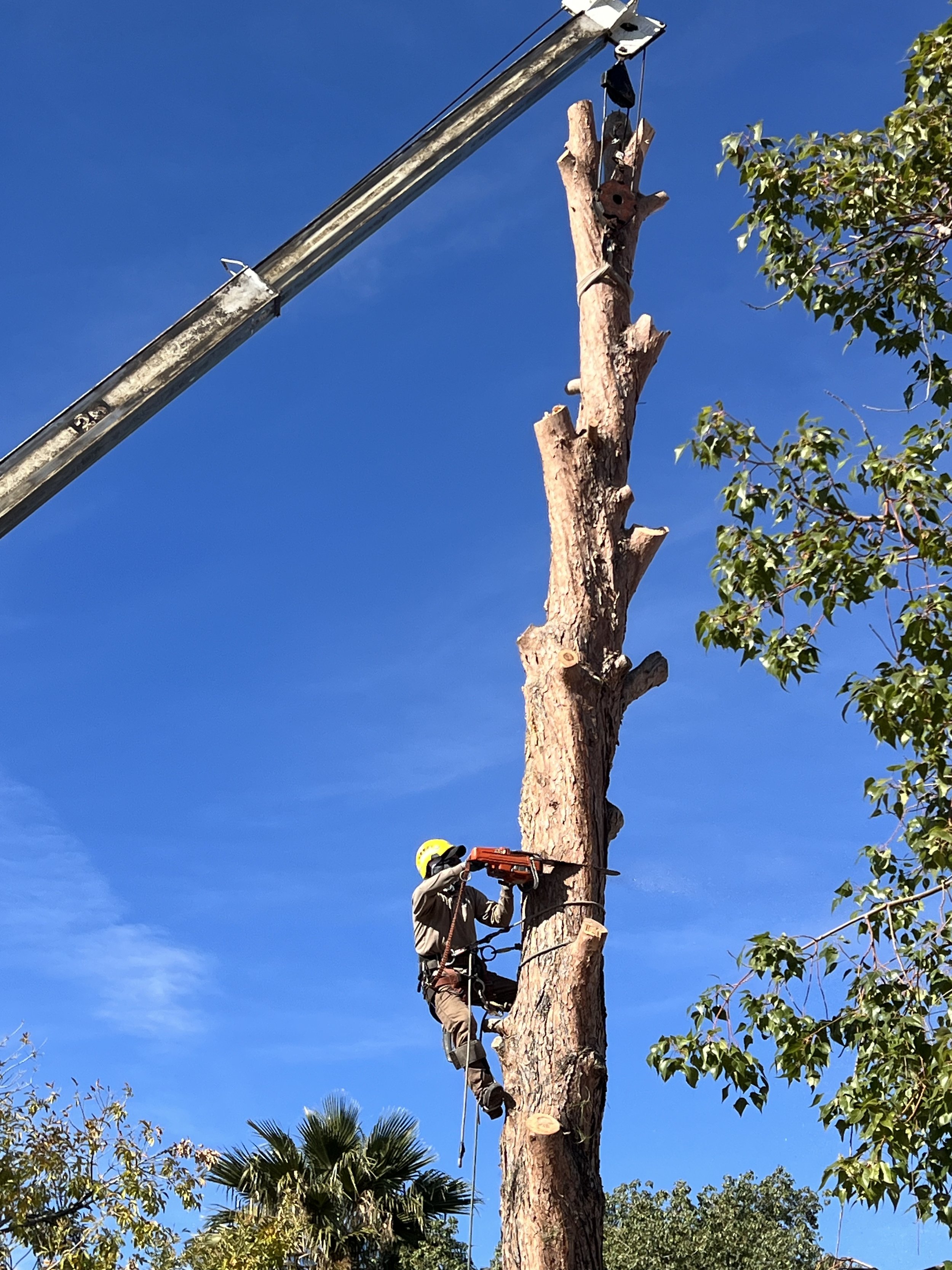 A tree removal worker using a chainsaw to cut a tall, dead tree with no leaves in a sunny outdoor setting.