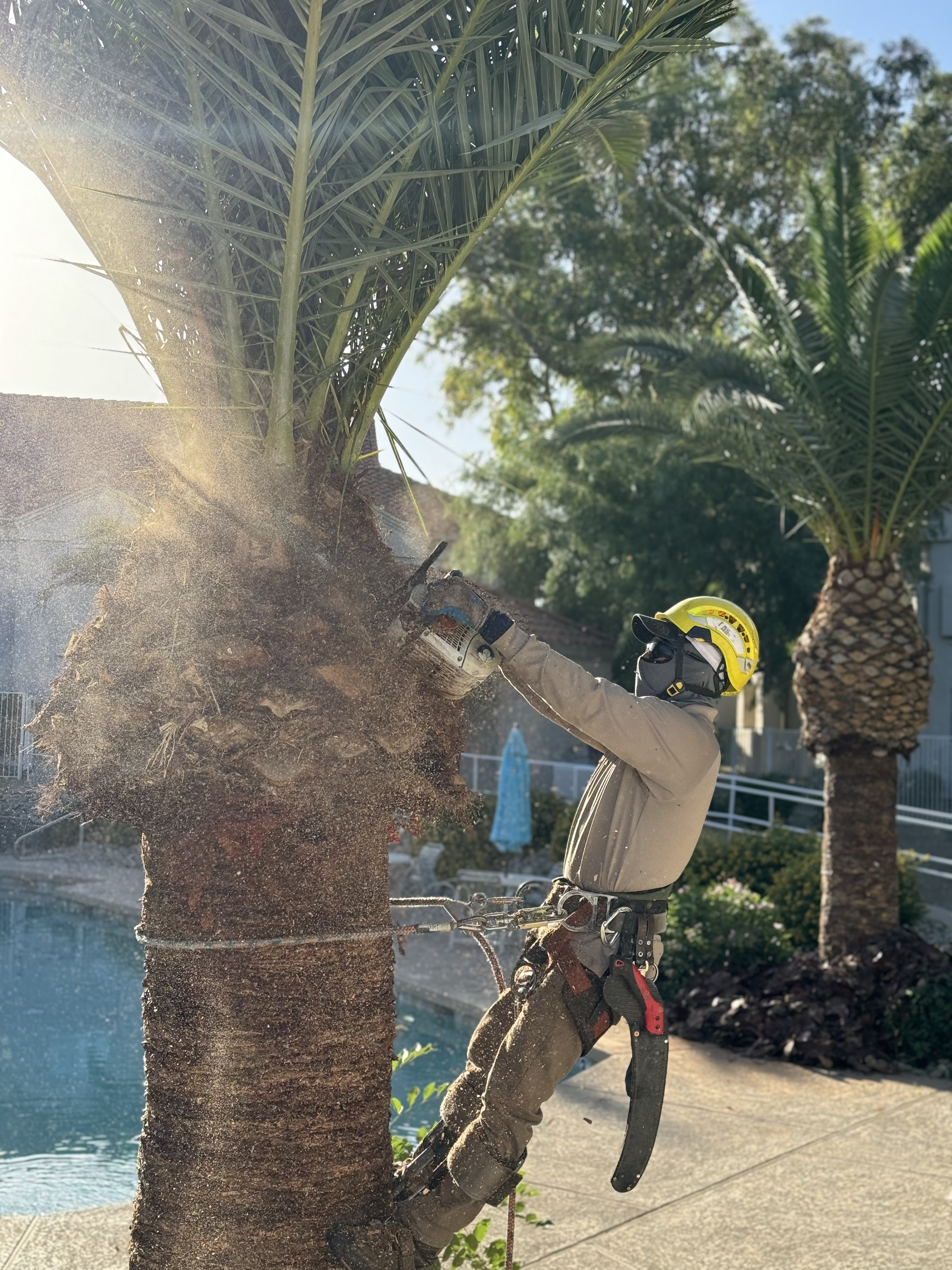 starting a palm removal in a Gilbert, Arizona residence