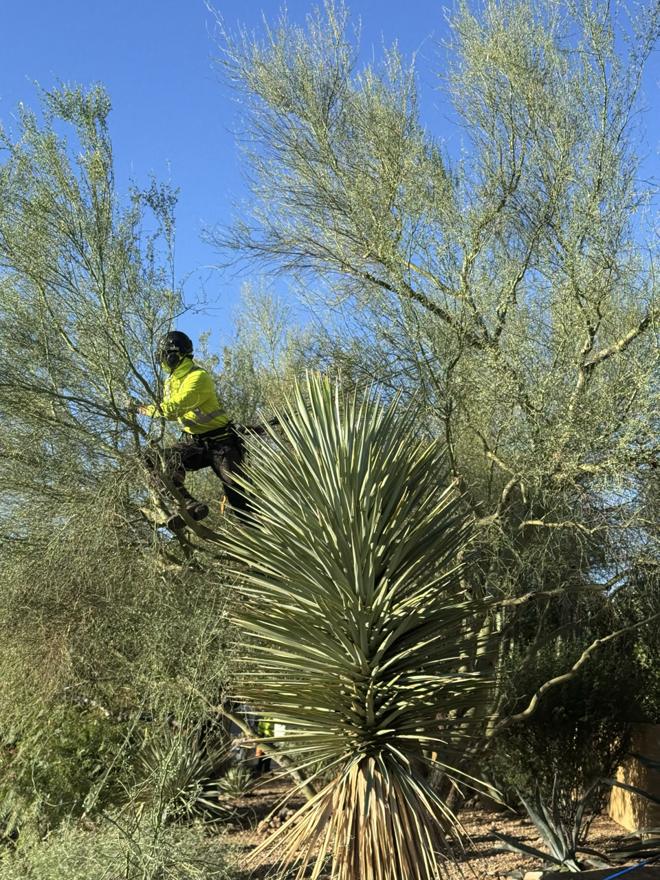 B&C Tree Services gallery 5