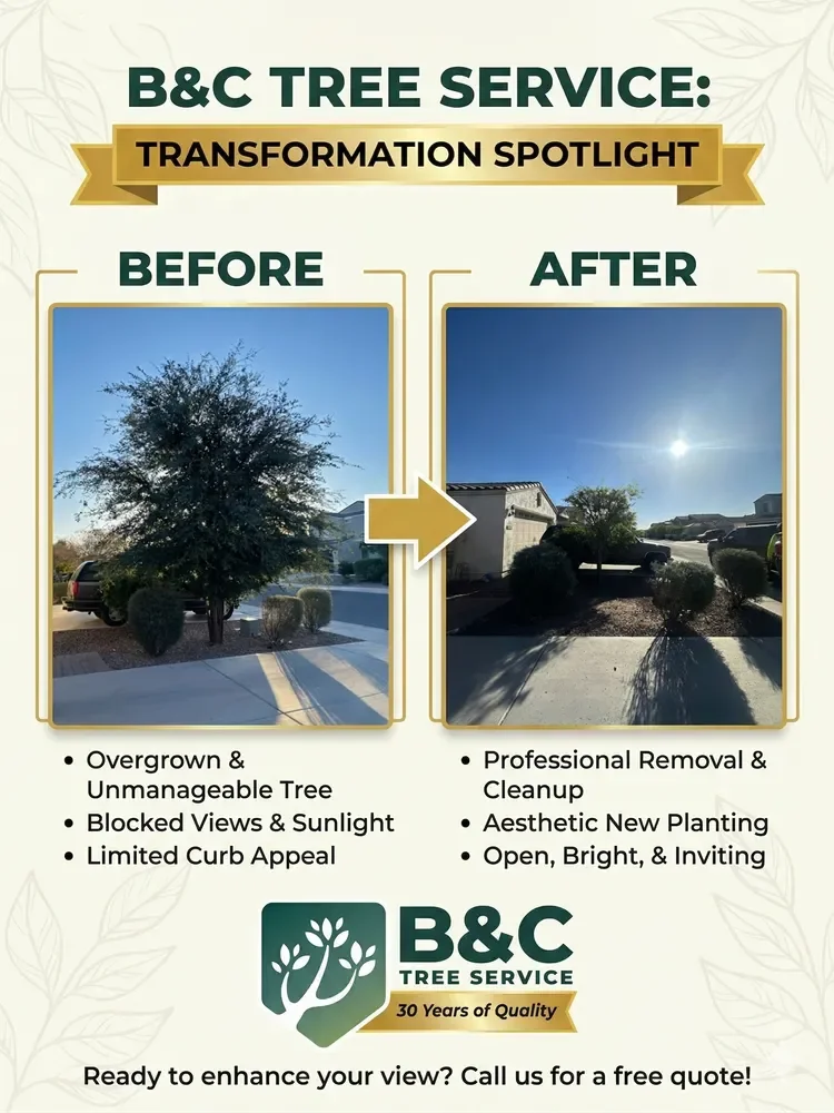 Before and after of a Scottsdale residential tree removal by B&C Tree Service
