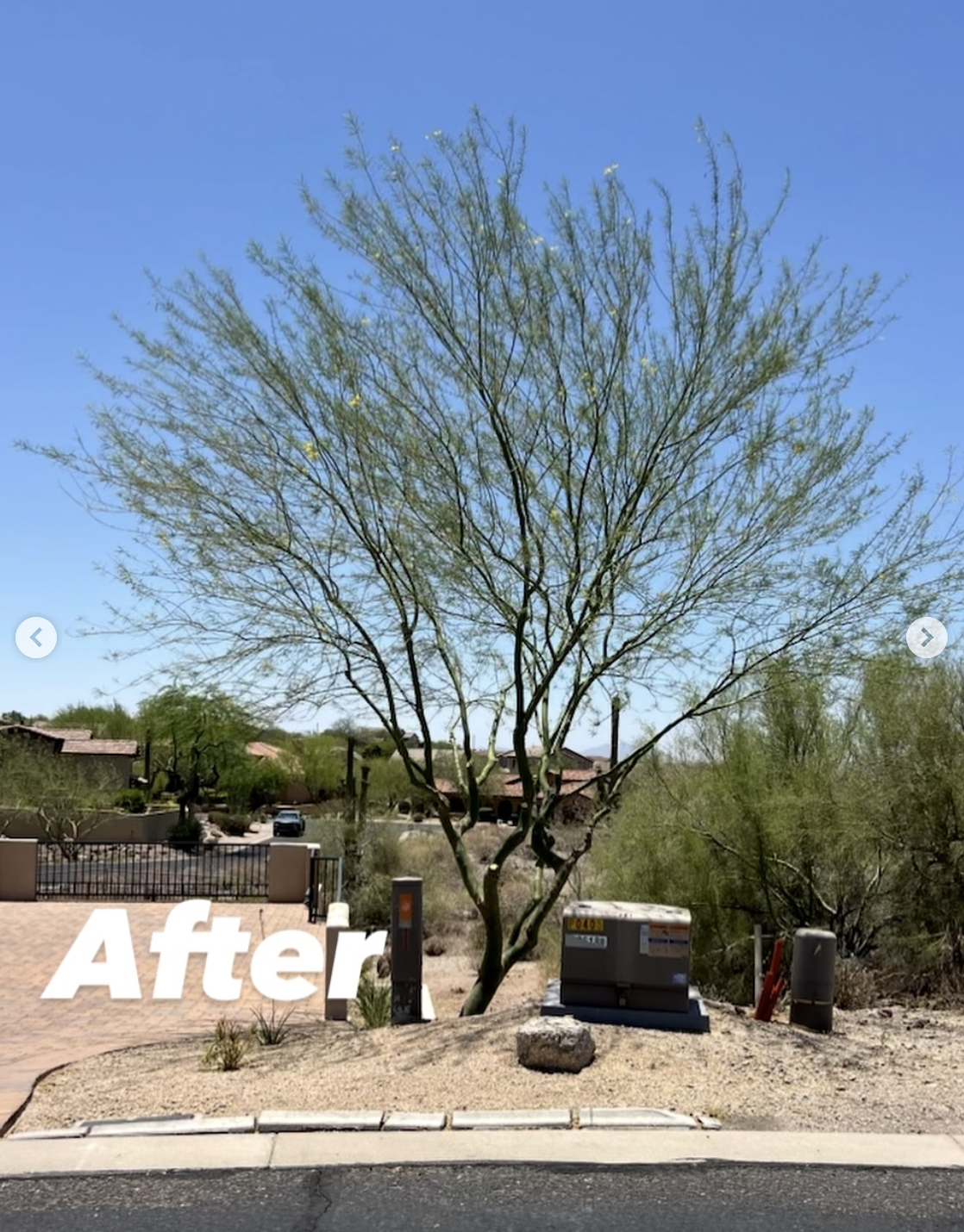 The same tree beside the entrance after pruning