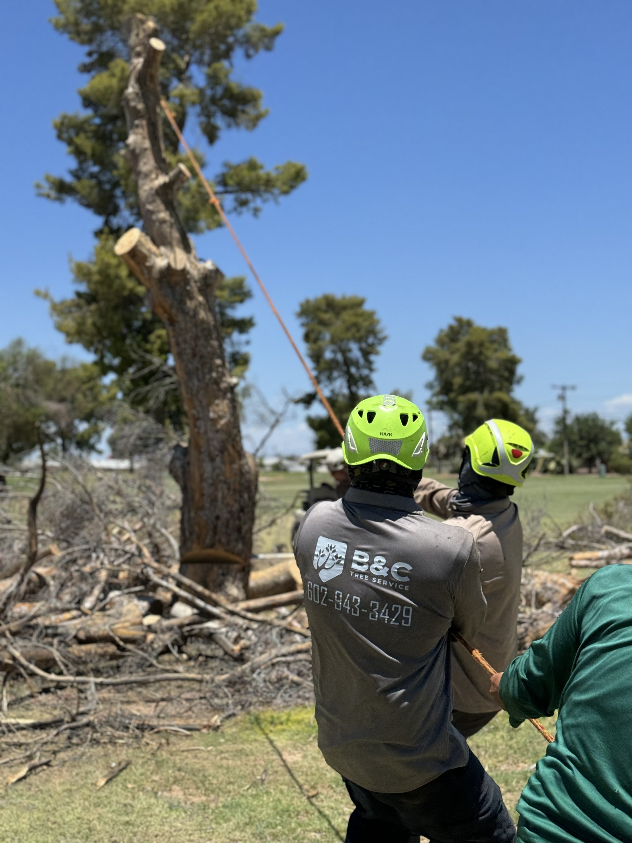 Tree workers wearing helmets cut a large tree trunk with a chainsaw, removing it from a tree, in a grassy park under a sunny blue sky.