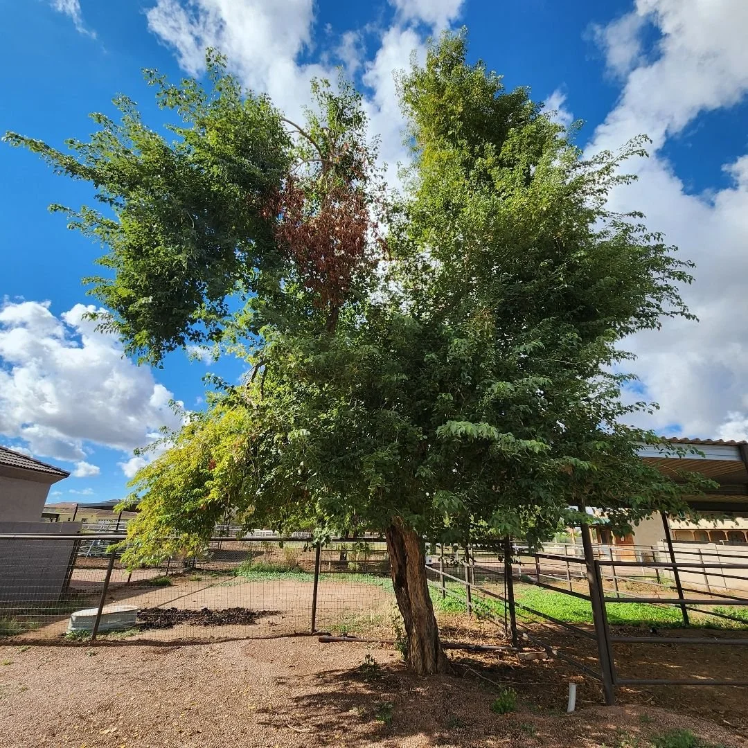A large tree with green leaves and a leaning trunk in a fenced outdoor area under a partly cloudy sky.