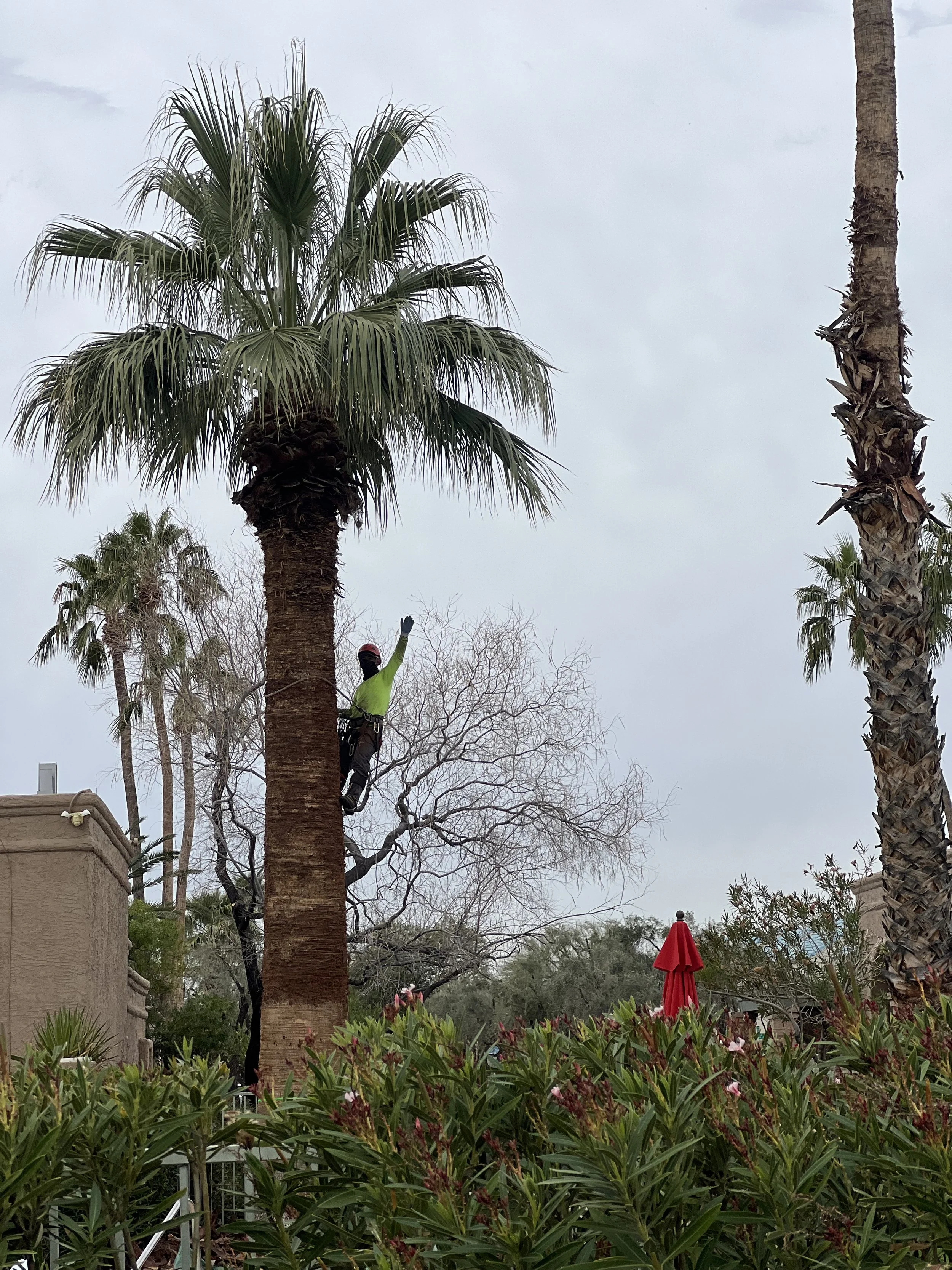 Tree climber trimming a palm tree