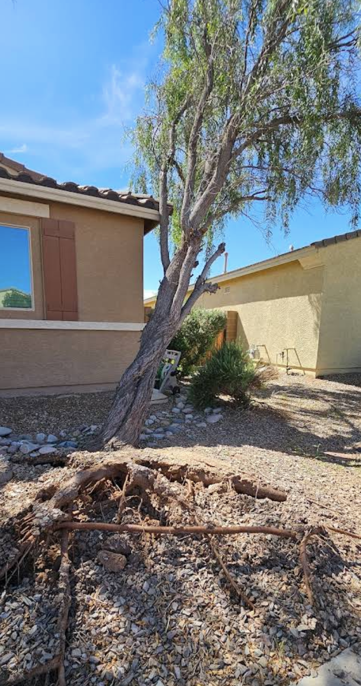 Leaning tree with exposed roots immediately beside an Arizona home before removal