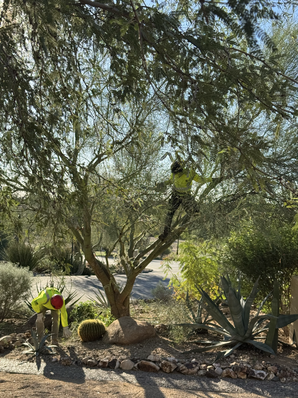 B&C Tree Services gallery 7