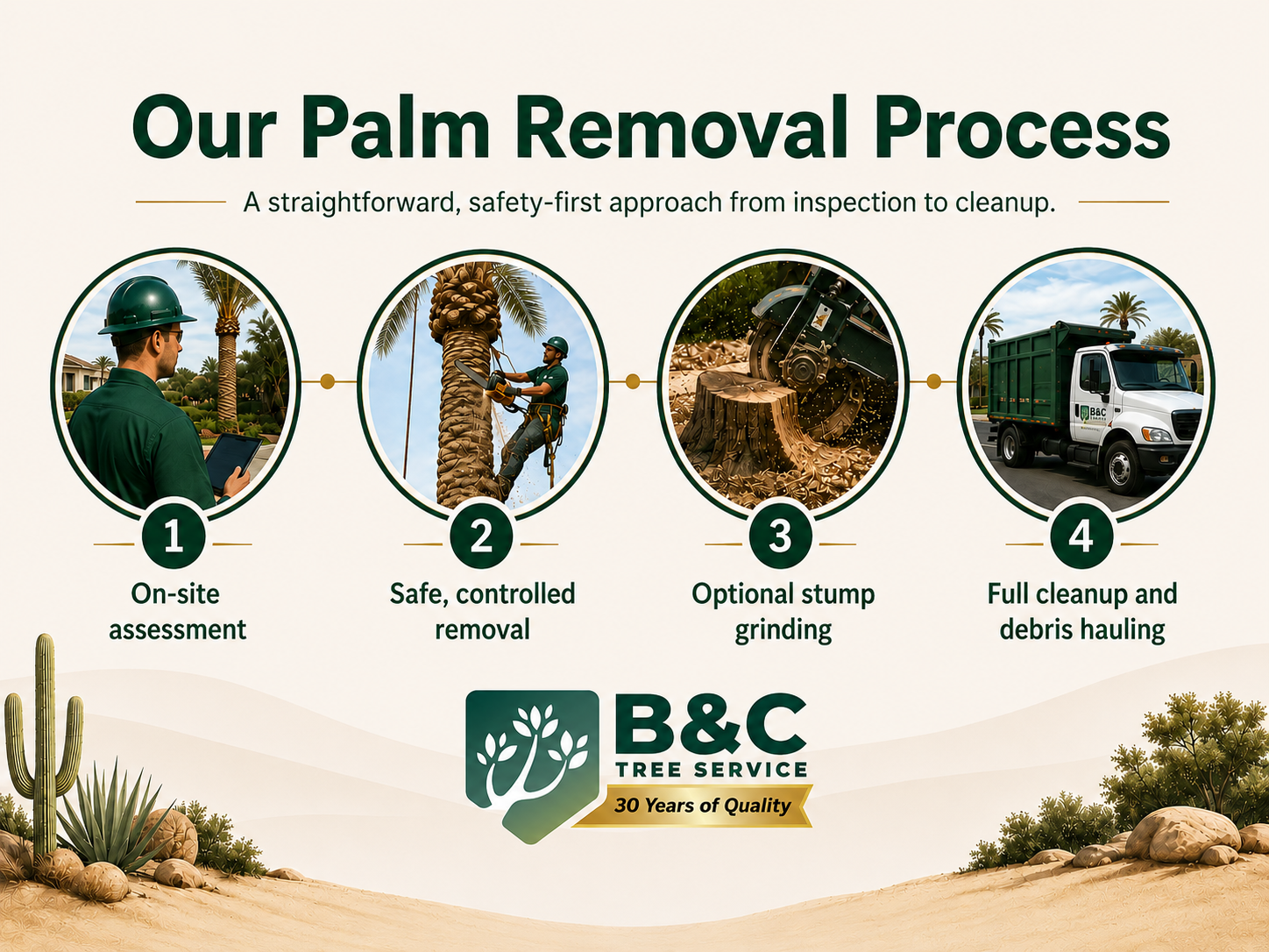 Infographic illustrating the palm tree removal process by B&C Tree Service, including on-site assessment, safe removal, optional stump grinding, and full cleanup with debris hauling.