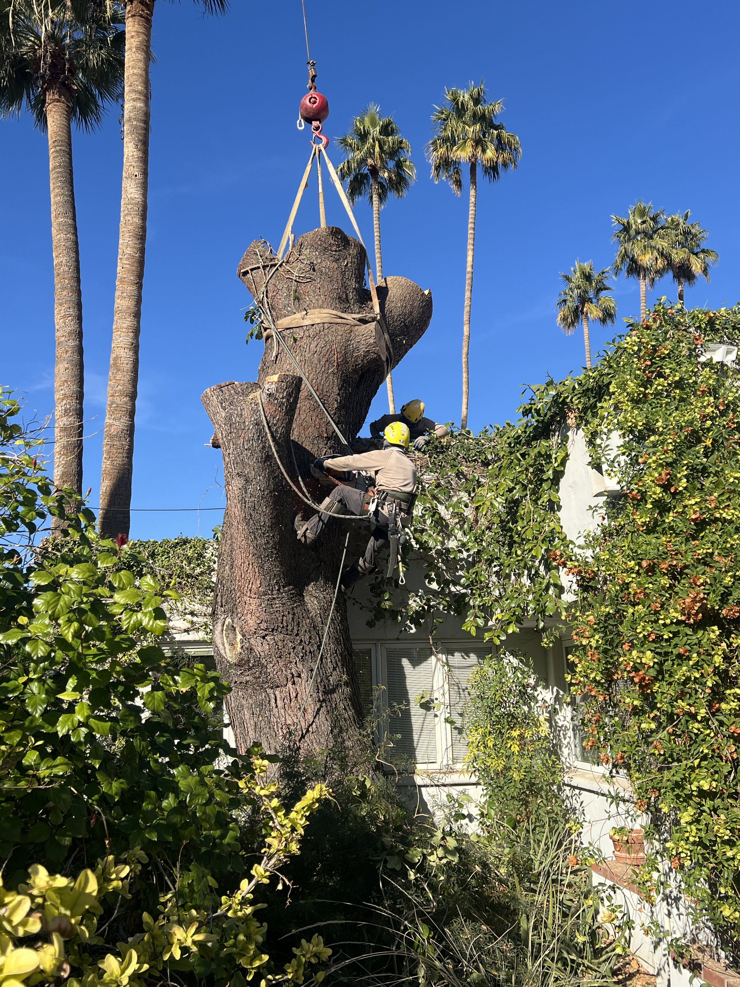 Tree trimmer workers in safety gear cutting a large tree with a chainsaw, suspending from a crane, amidst lush green foliage and palm trees in a sunny yard.