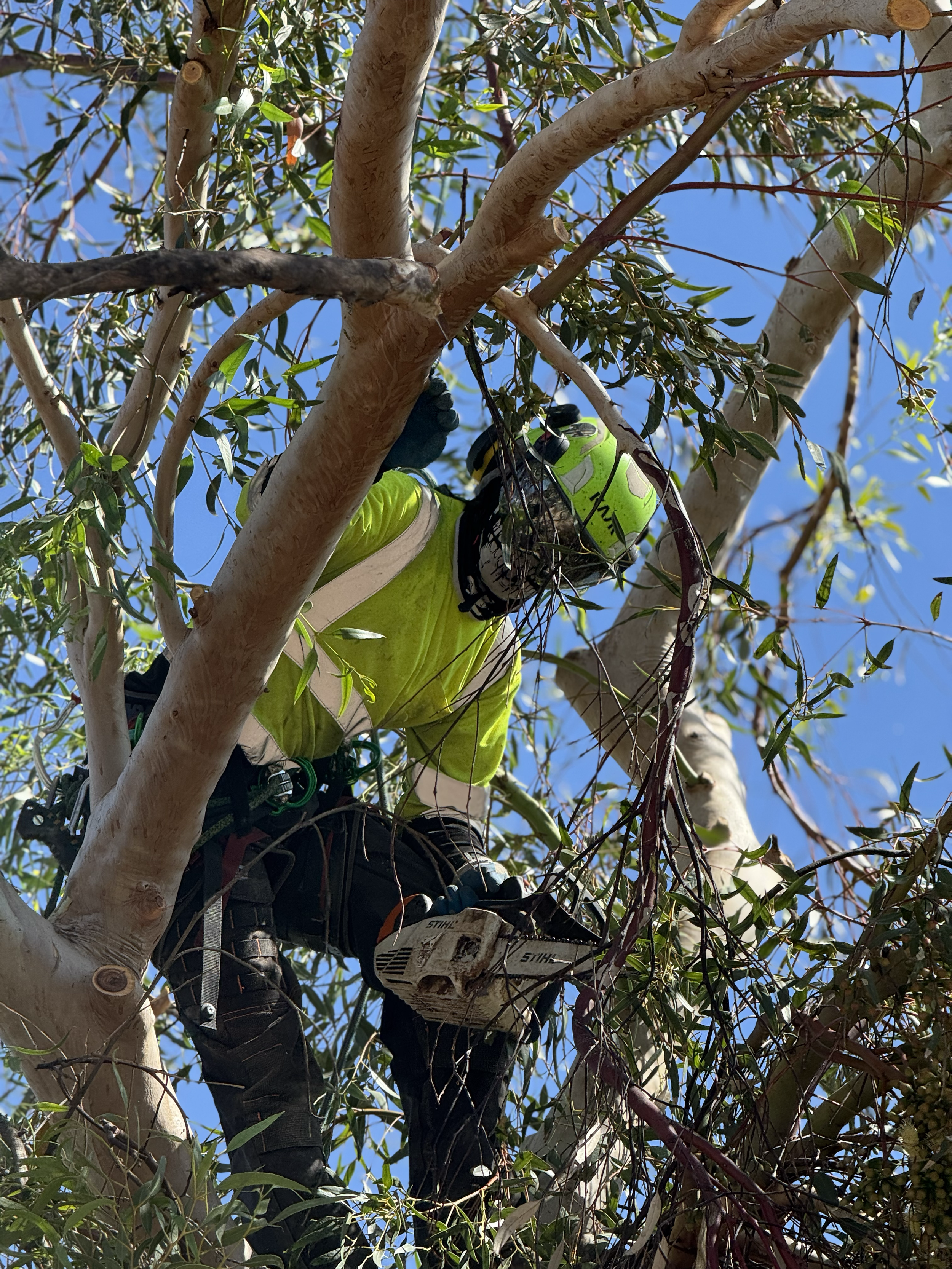 B&C Tree Services gallery 5