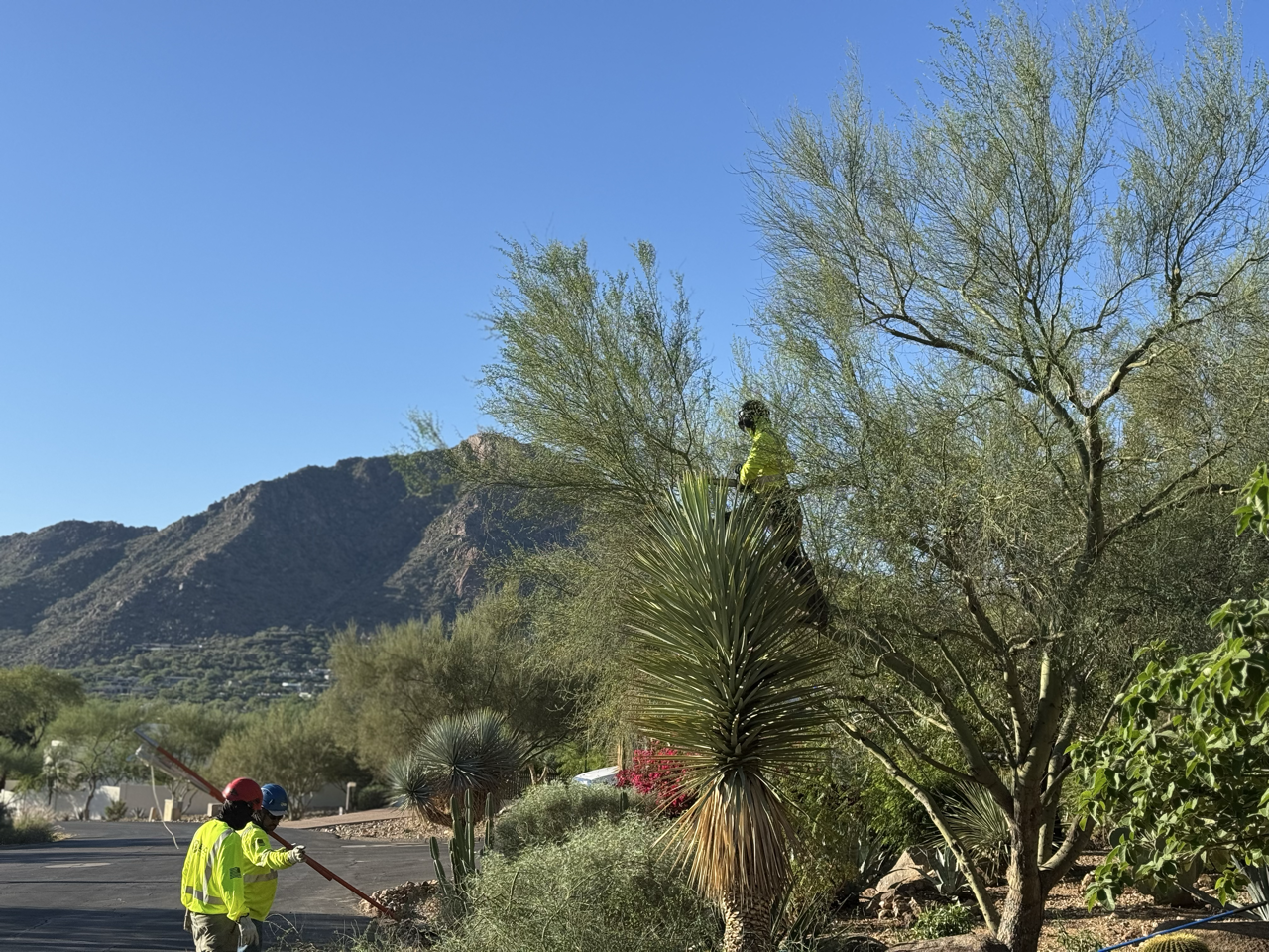 B&C Tree Services gallery 8