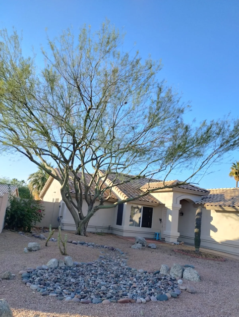 Quality Palo Verde Tree Trimming and thinning in Phoenix by B&C Tree Service