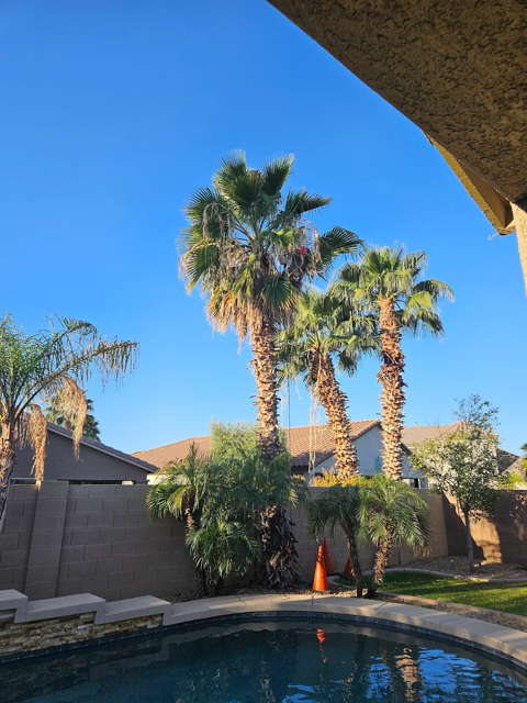 B&C Tree Service crew prepares for a multiple palm tree removal near a pool in a backyard in the greater Phoenix area