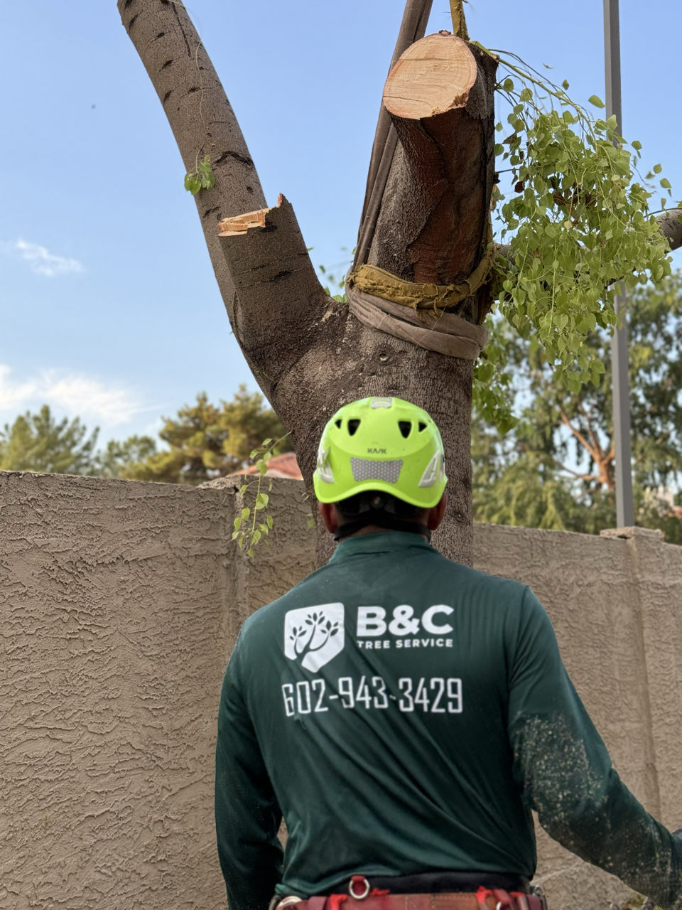Tree service worker wearing a green helmet and jacket with B&C Tree Service logo, cutting a tree branch near a beige wall, with a blue sky and green trees in the background.