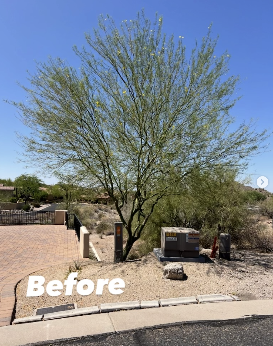 Tree beside a paved entrance before pruning