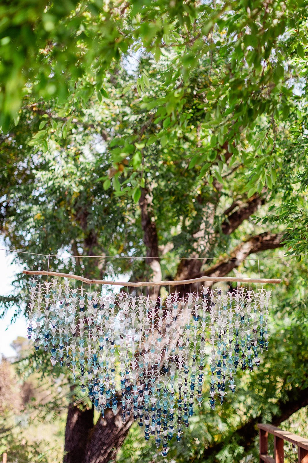 LindseyDenmanPhoto-BayArea-backyard-wedding-20260515-0004.jpg