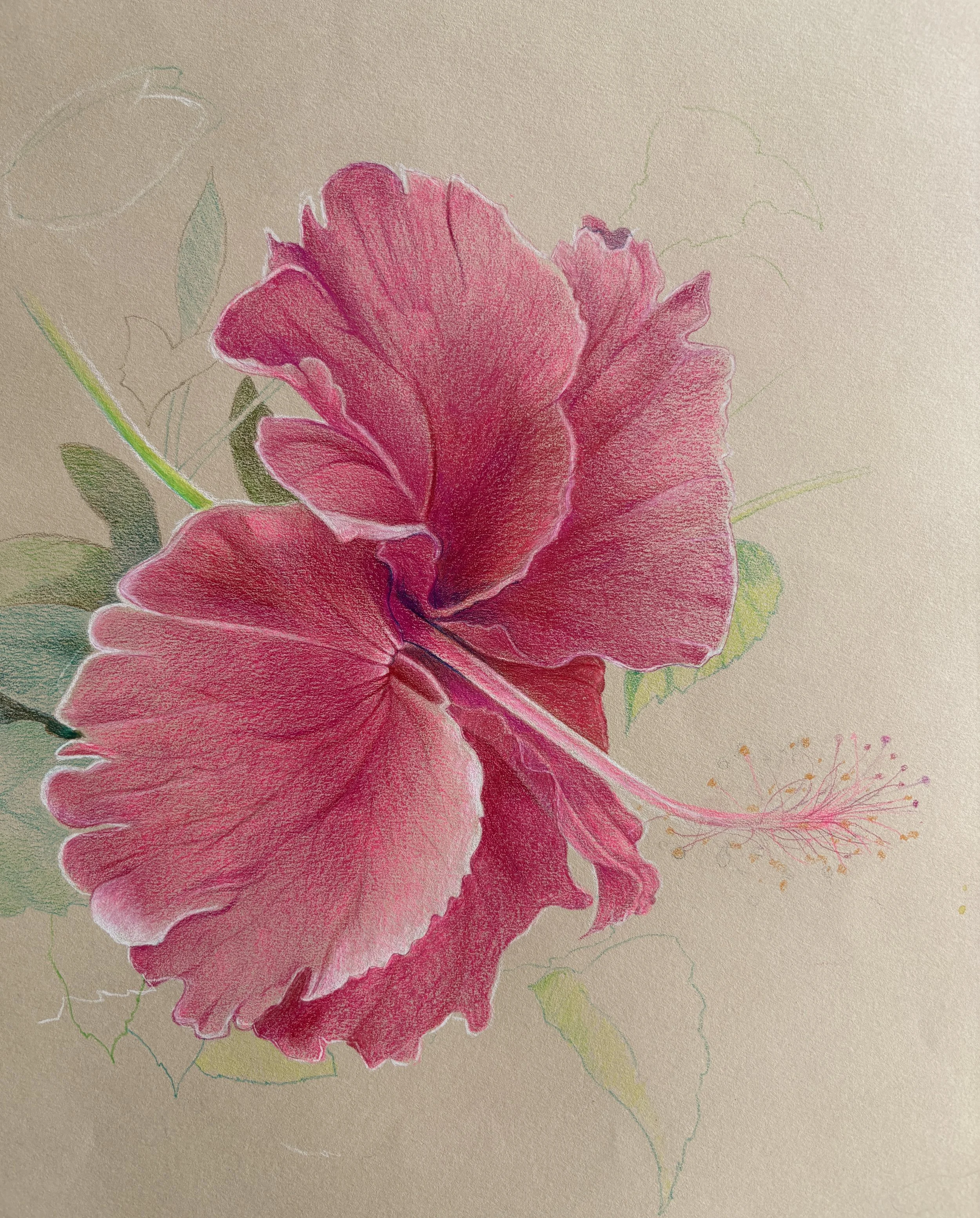 Botanical Illustration on Toned Paper 1 &amp; 2 Series with Award Winning Artist Joanne Bingham