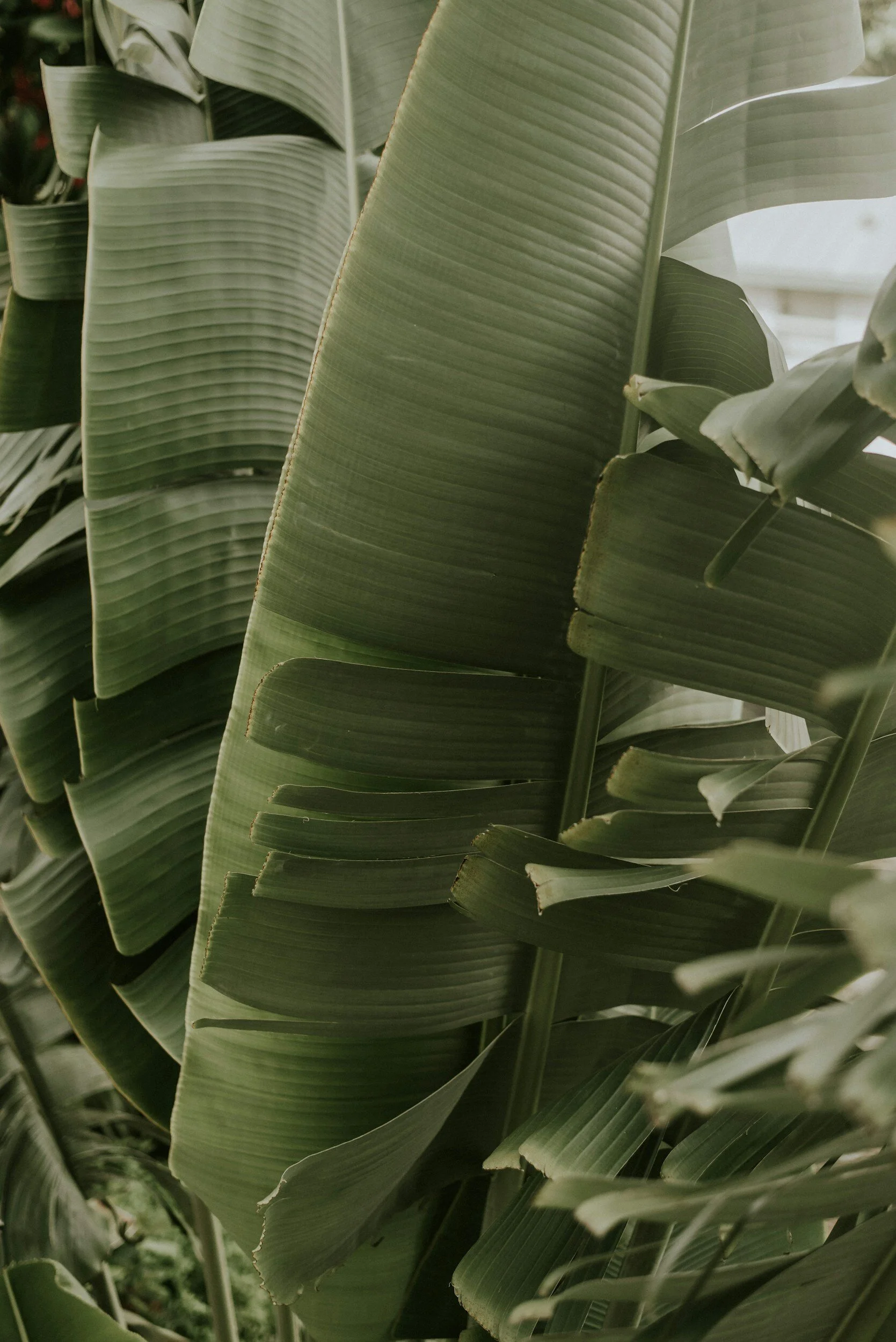 Close-up of large green tropical plant leaves, possibly banana or bird of paradise, with horizontal ridges and torn edges.