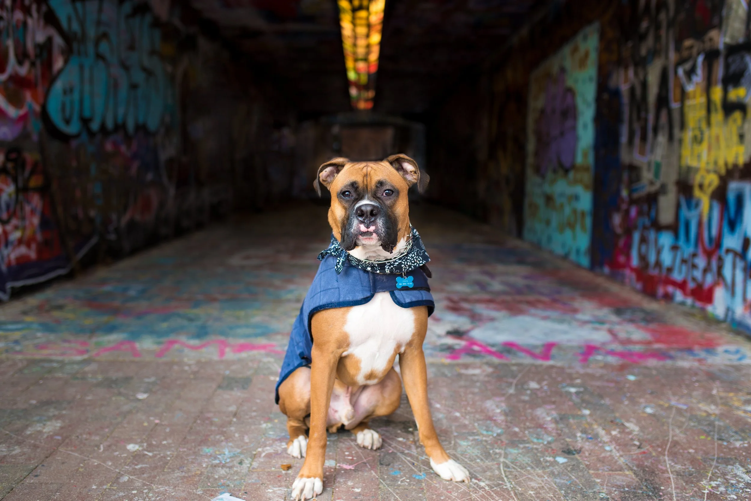 Dog wearing a blue jacket and bandana sitting in an urban graffiti-covered alley. Photo by Brock Byers