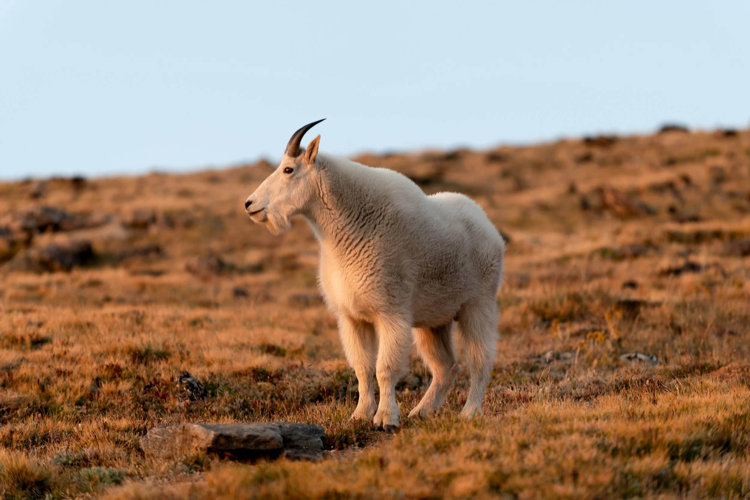 A mountain goat standing on a rocky, grassy hillside with a clear sky background. Photo by Brock Byers 