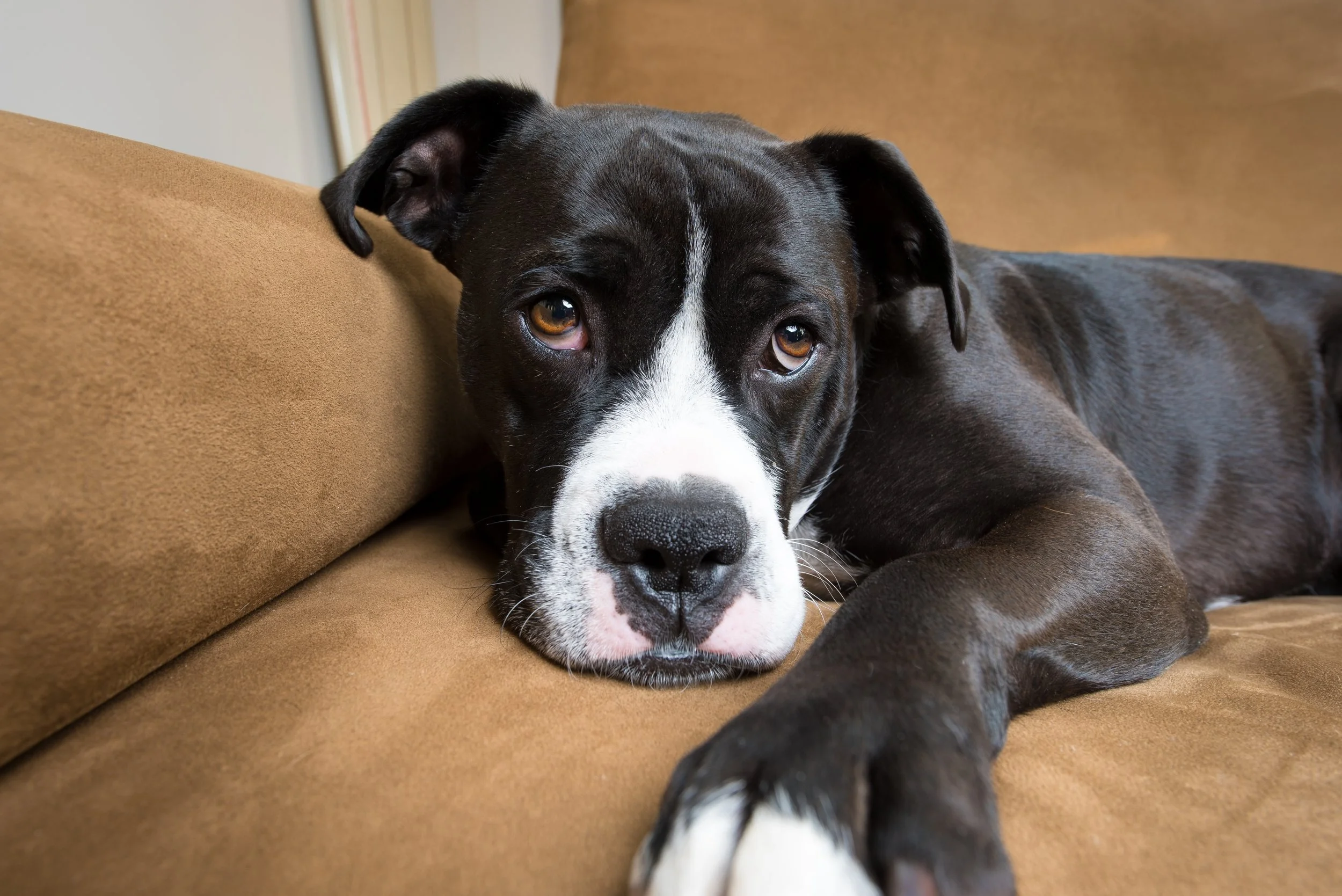 A black and white dog lying on a brown couch with its head resting on the cushion, looking at the camera. Photo by Brock Byers 