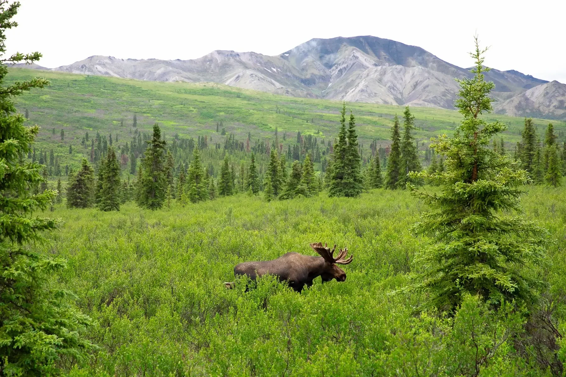 mosse antler (1).webp