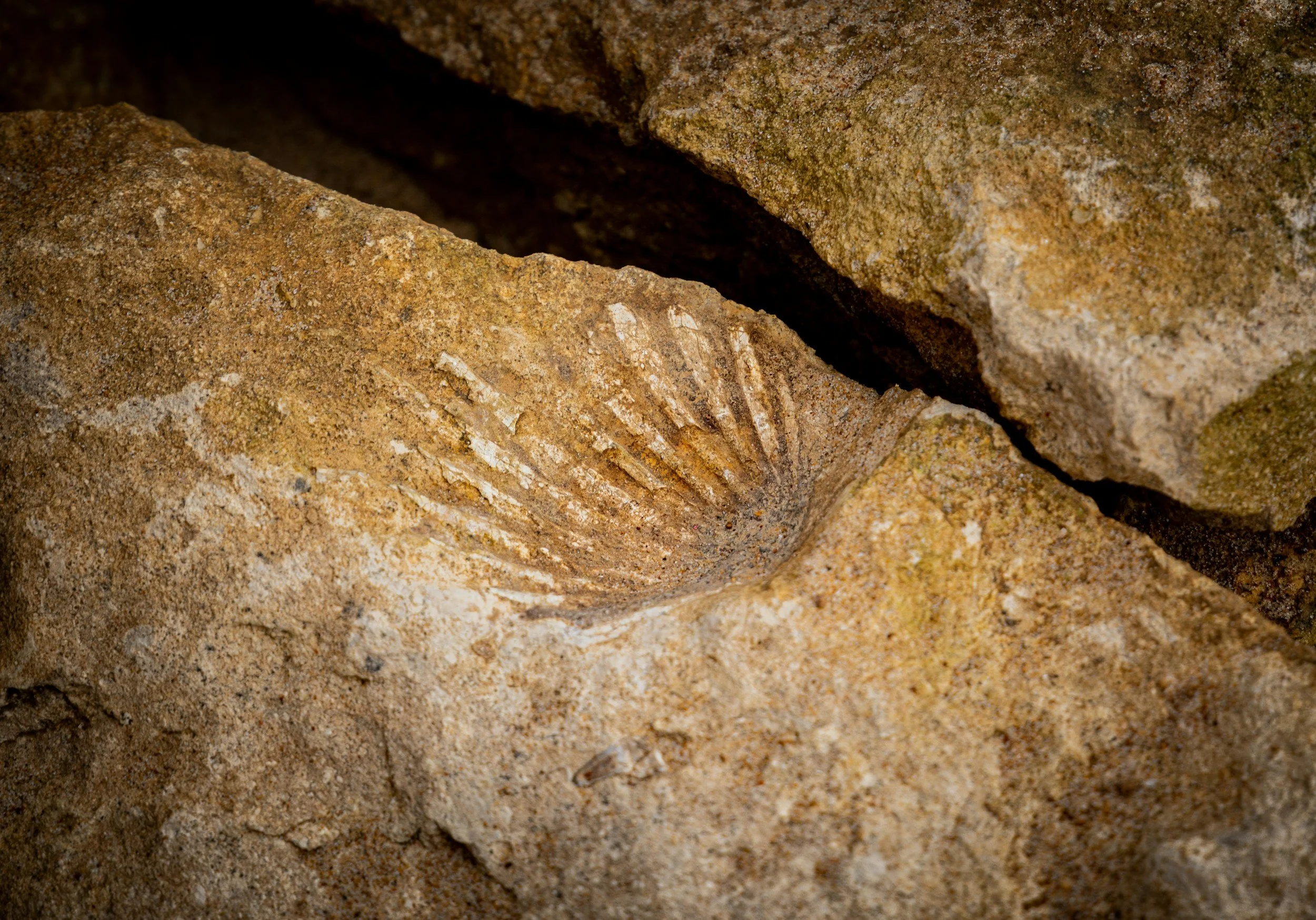 Gefundene Fossilien in einem Steinbruch, die eine Muschel- oder Schneckenform zeigen.
