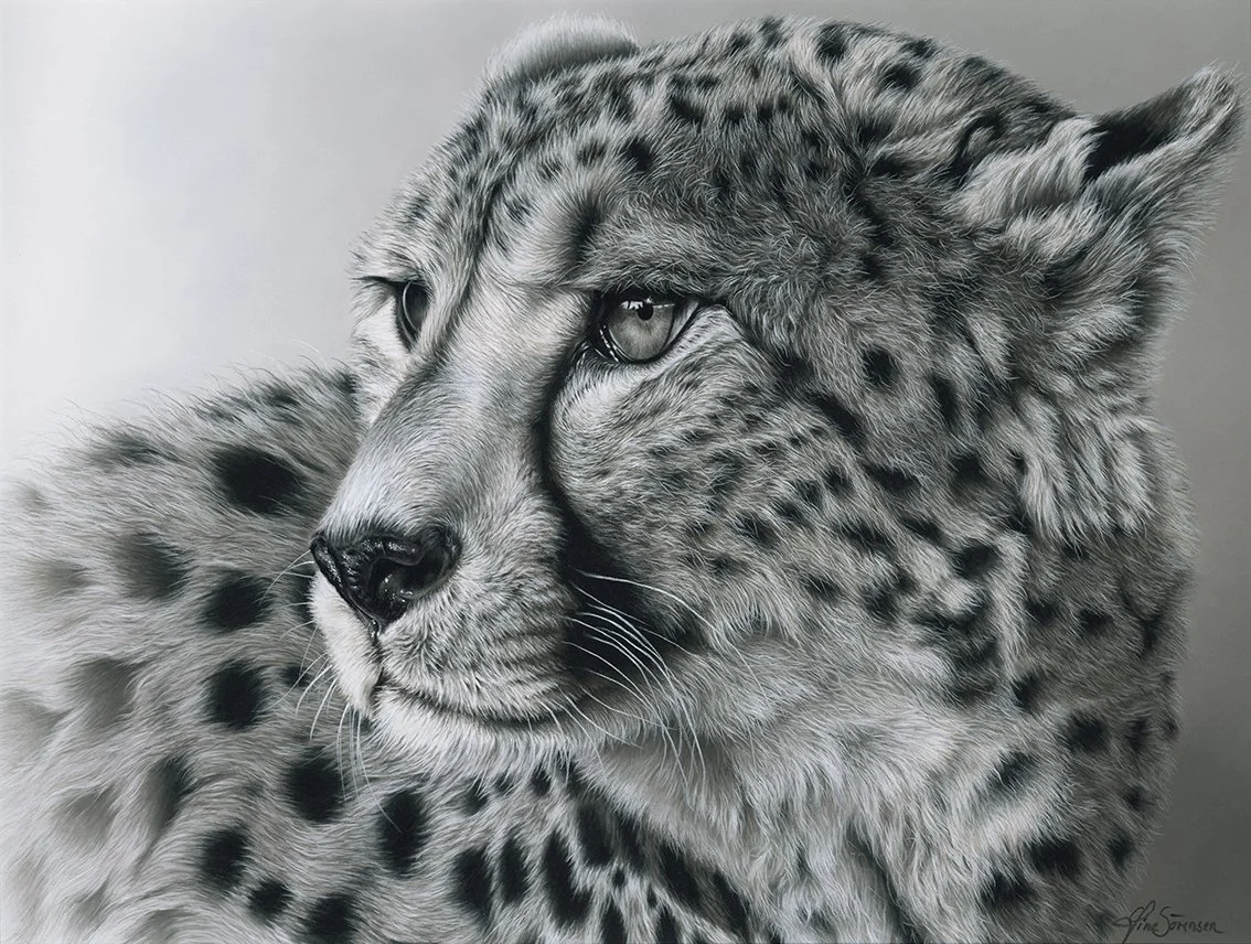 Wildlife Pastellzeichnung von einem Gepard in schwarz/weiss